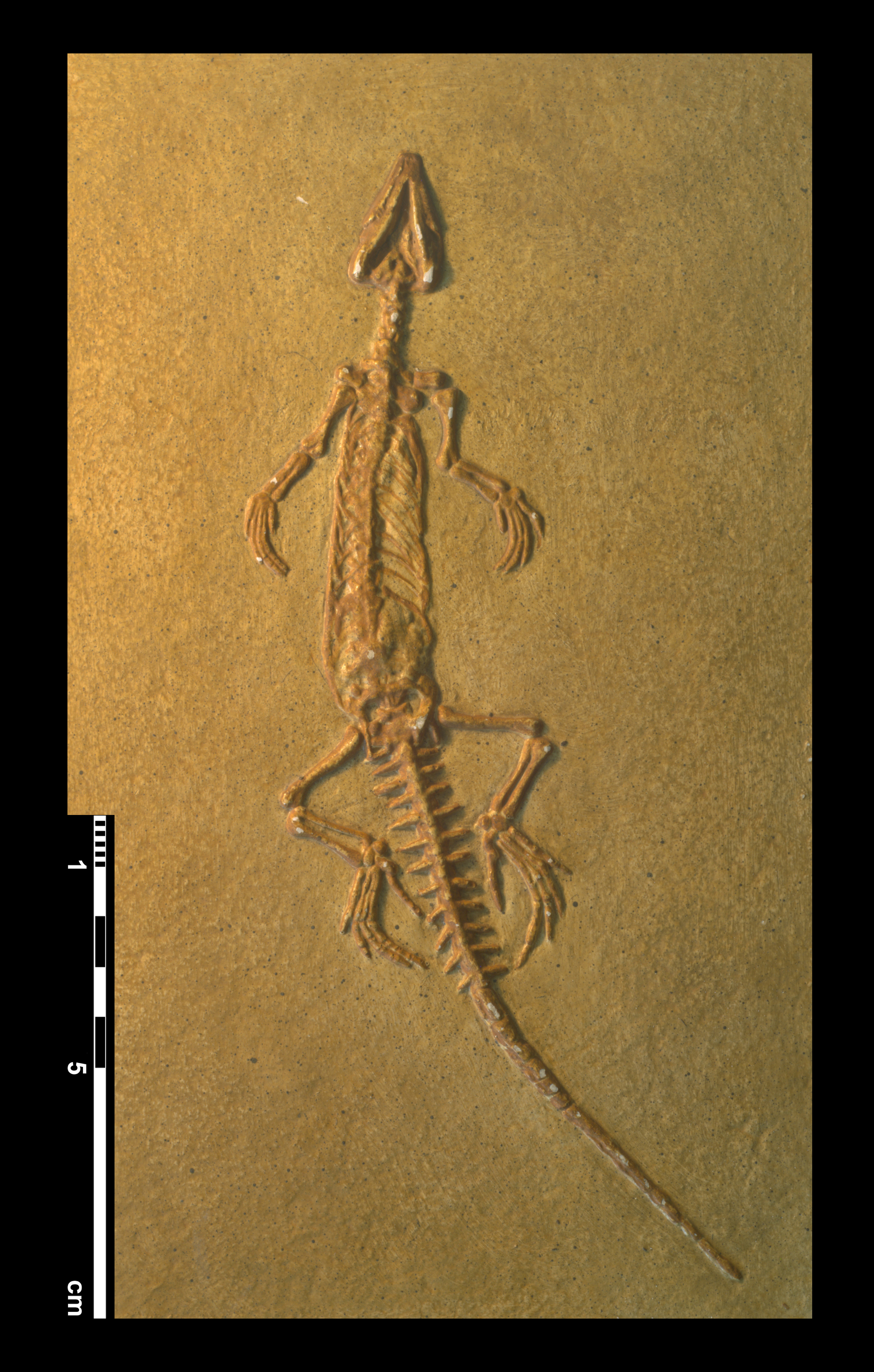 homoeosaurus_maximiliani-1