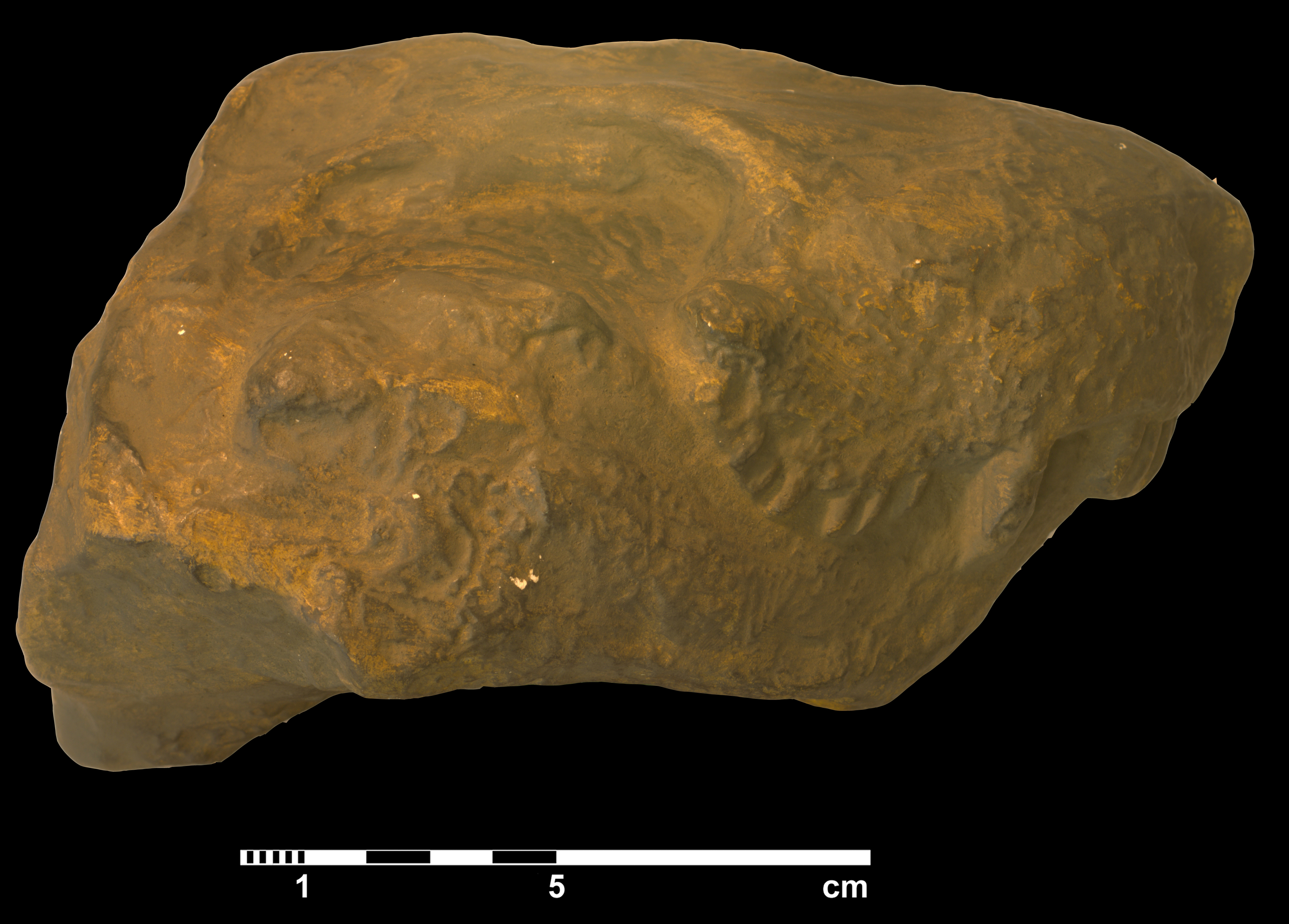 arctognathus_curvimola-1 (C159)