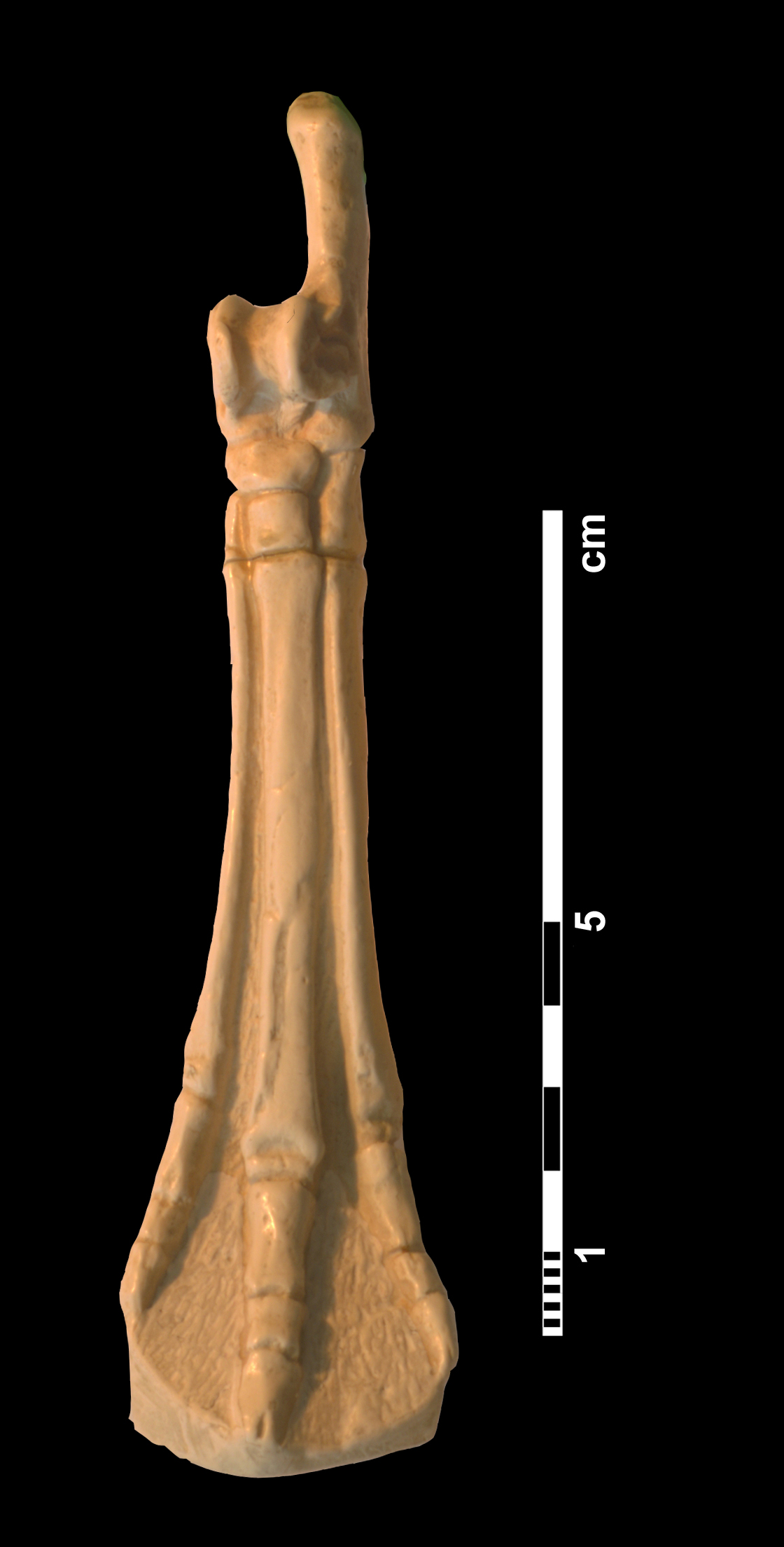 hyracotherium_sp2-4 (CH8)