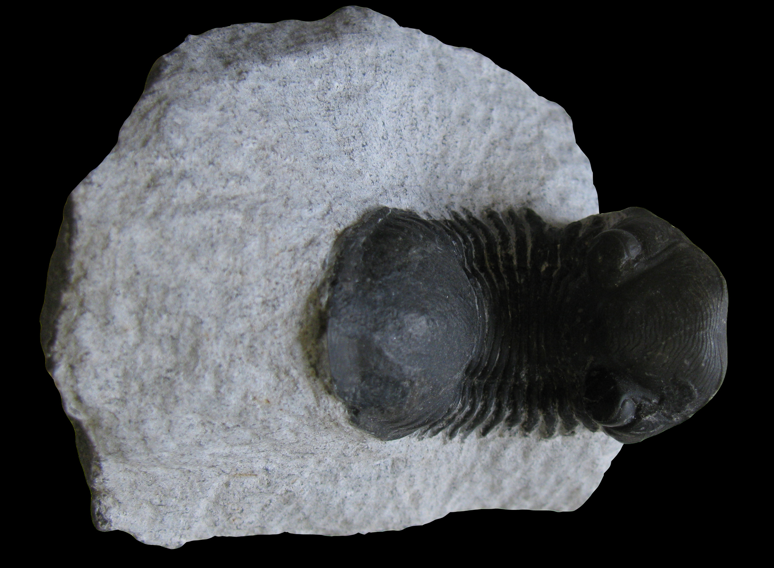 paralejurus1-1 (UL-A 0003)