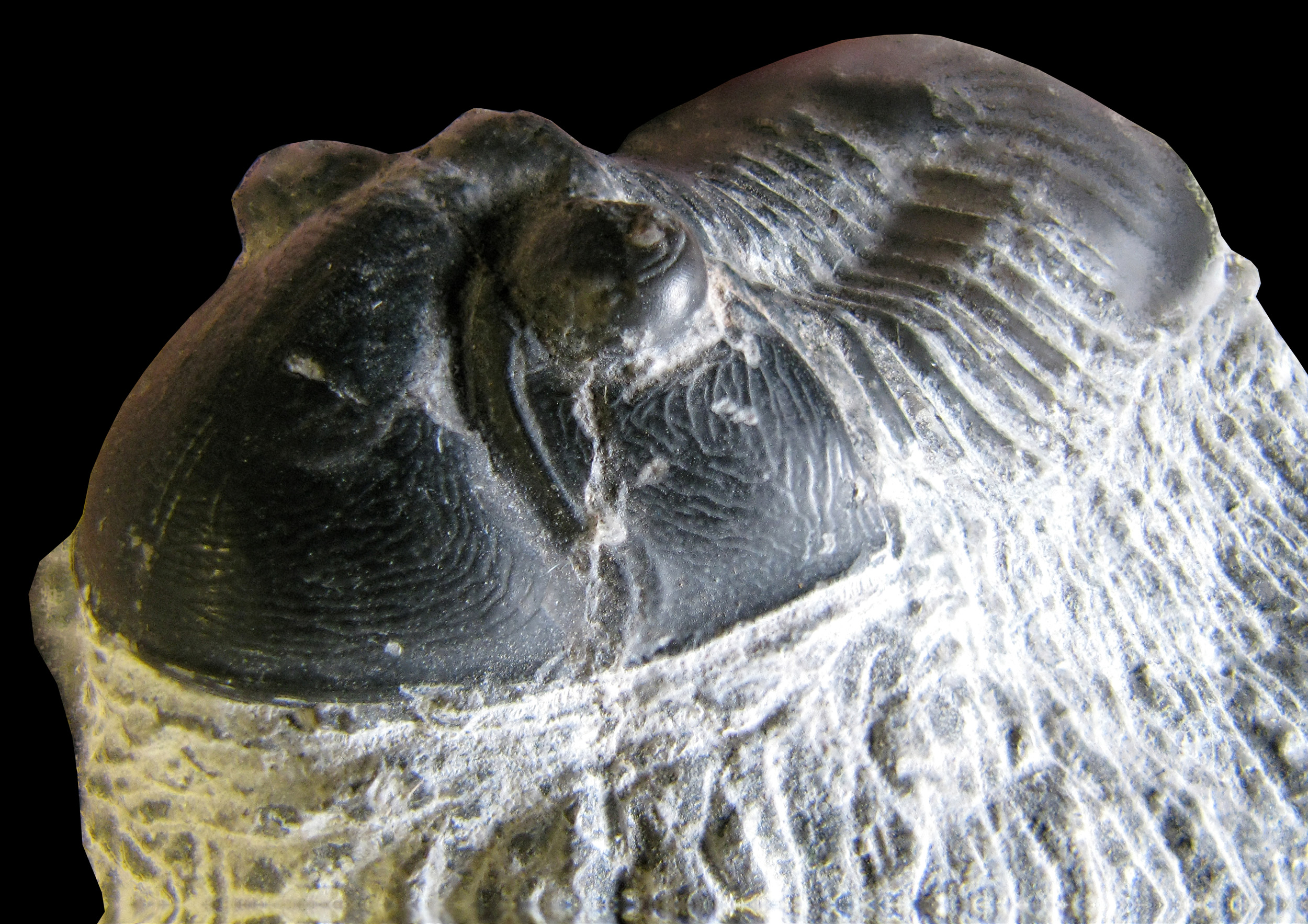 paralejurus2-3 (UL-A 0003)