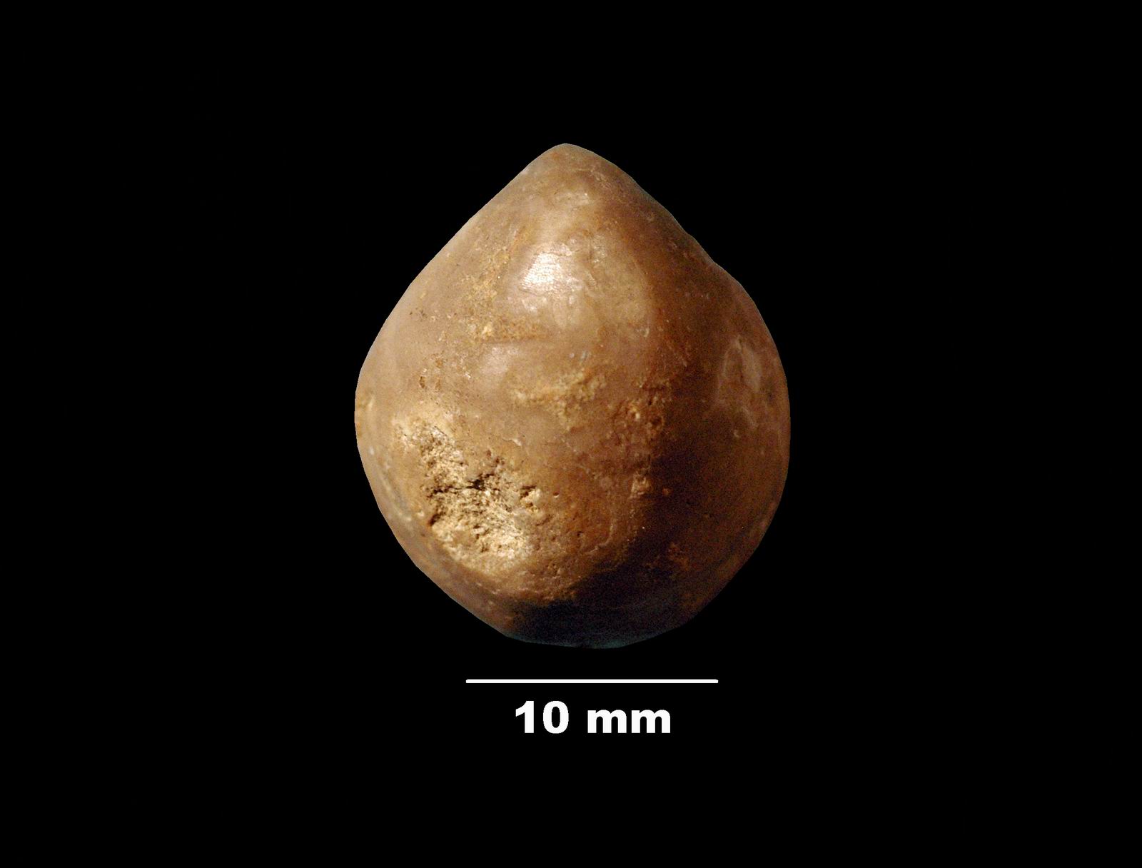 terebratula_bullata-2 (UL-B 00007)