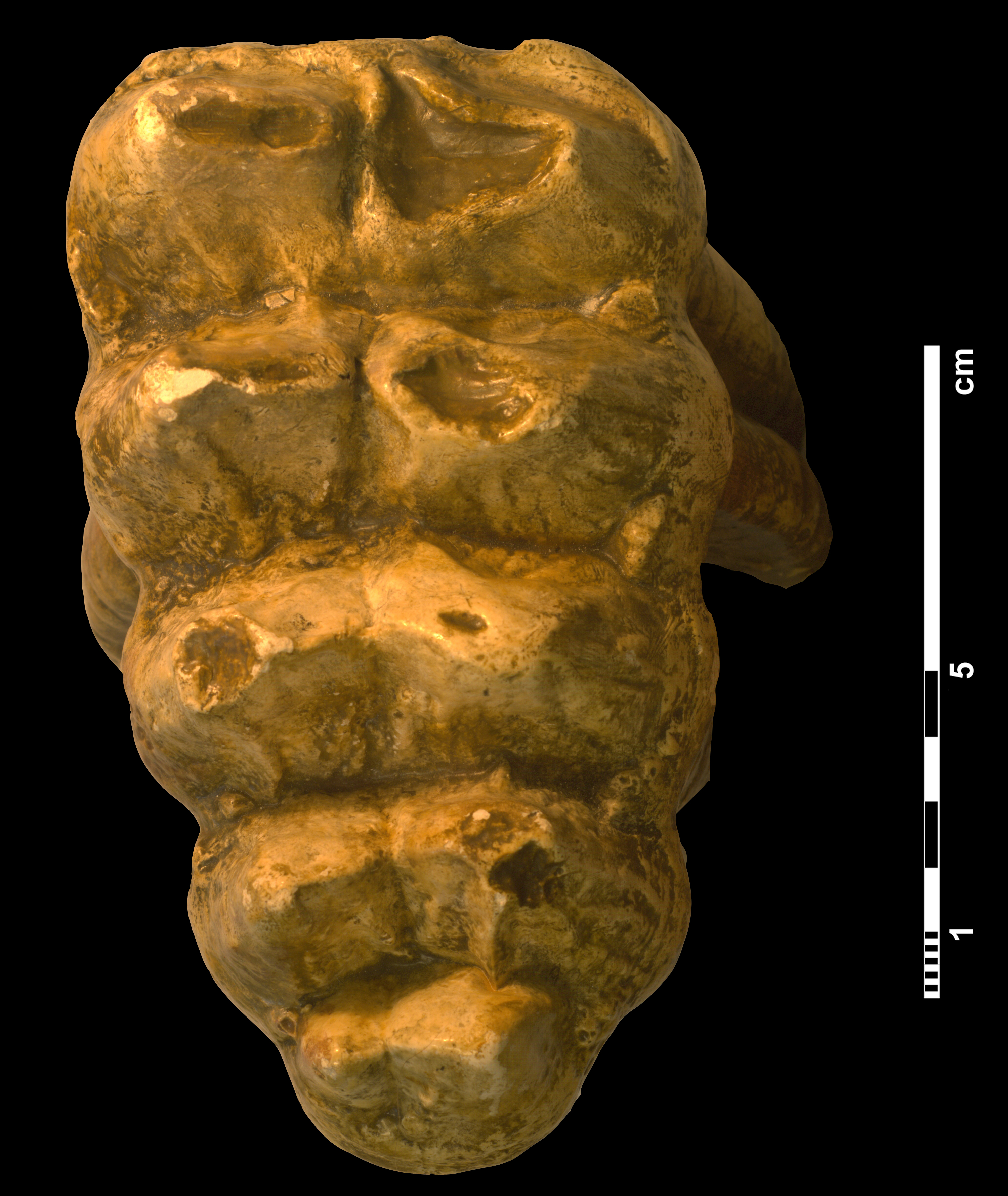 mammut_americanum-1 (VTP 22)