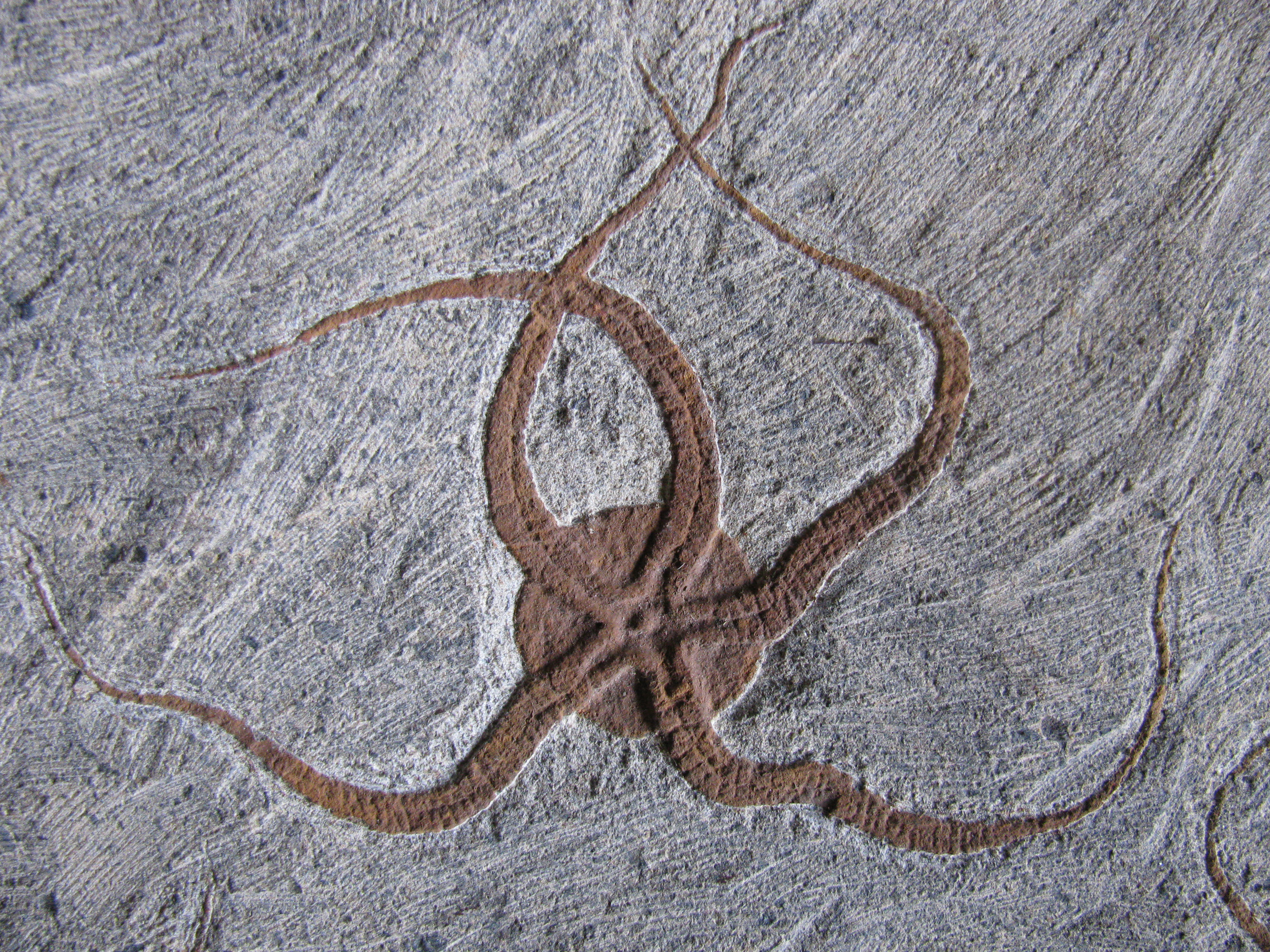 ophiure-2 (UL-E0248)