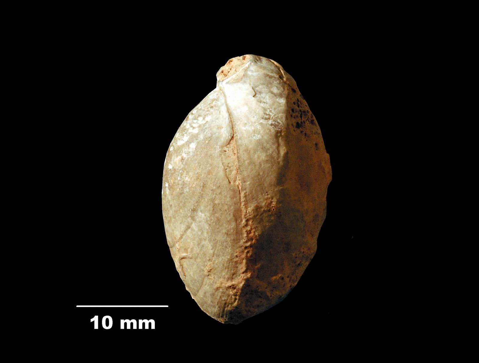 ornithella-3 (UL-B 00039)