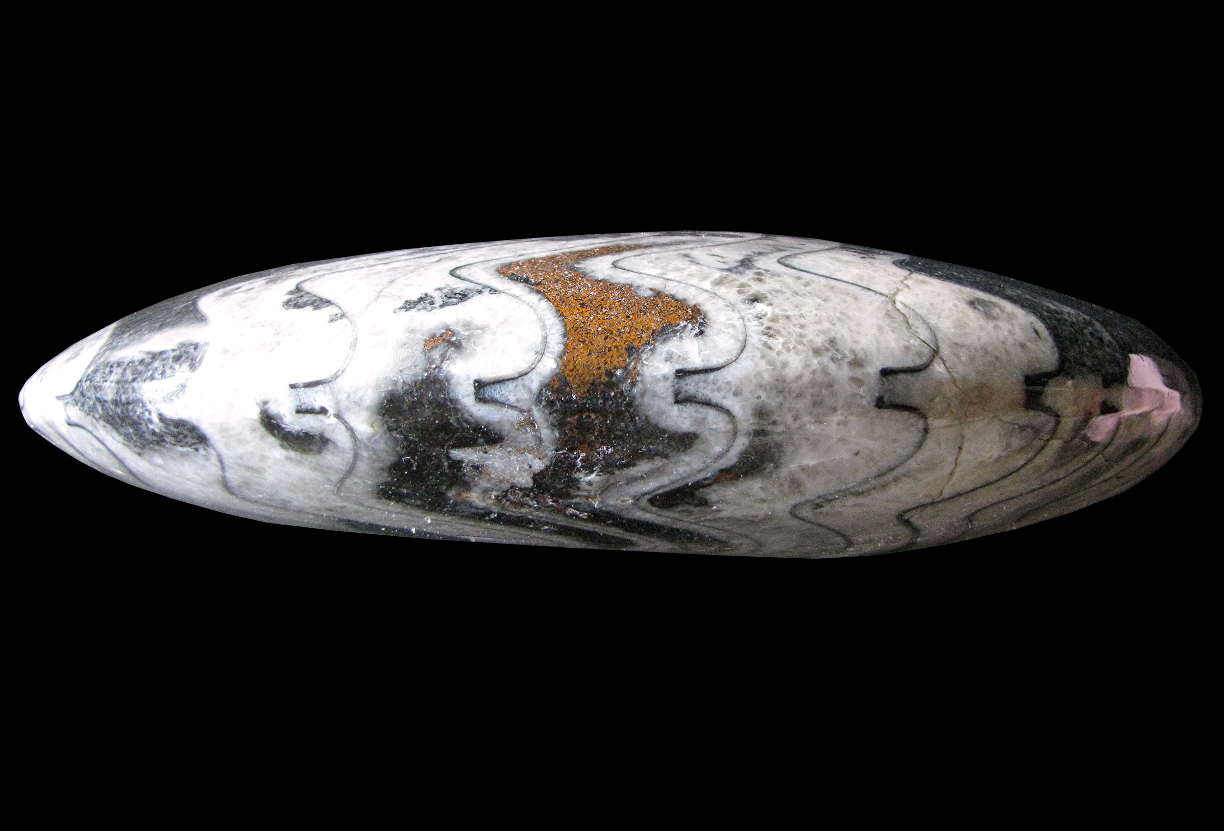 goniatite-3 (UL-M 0002)