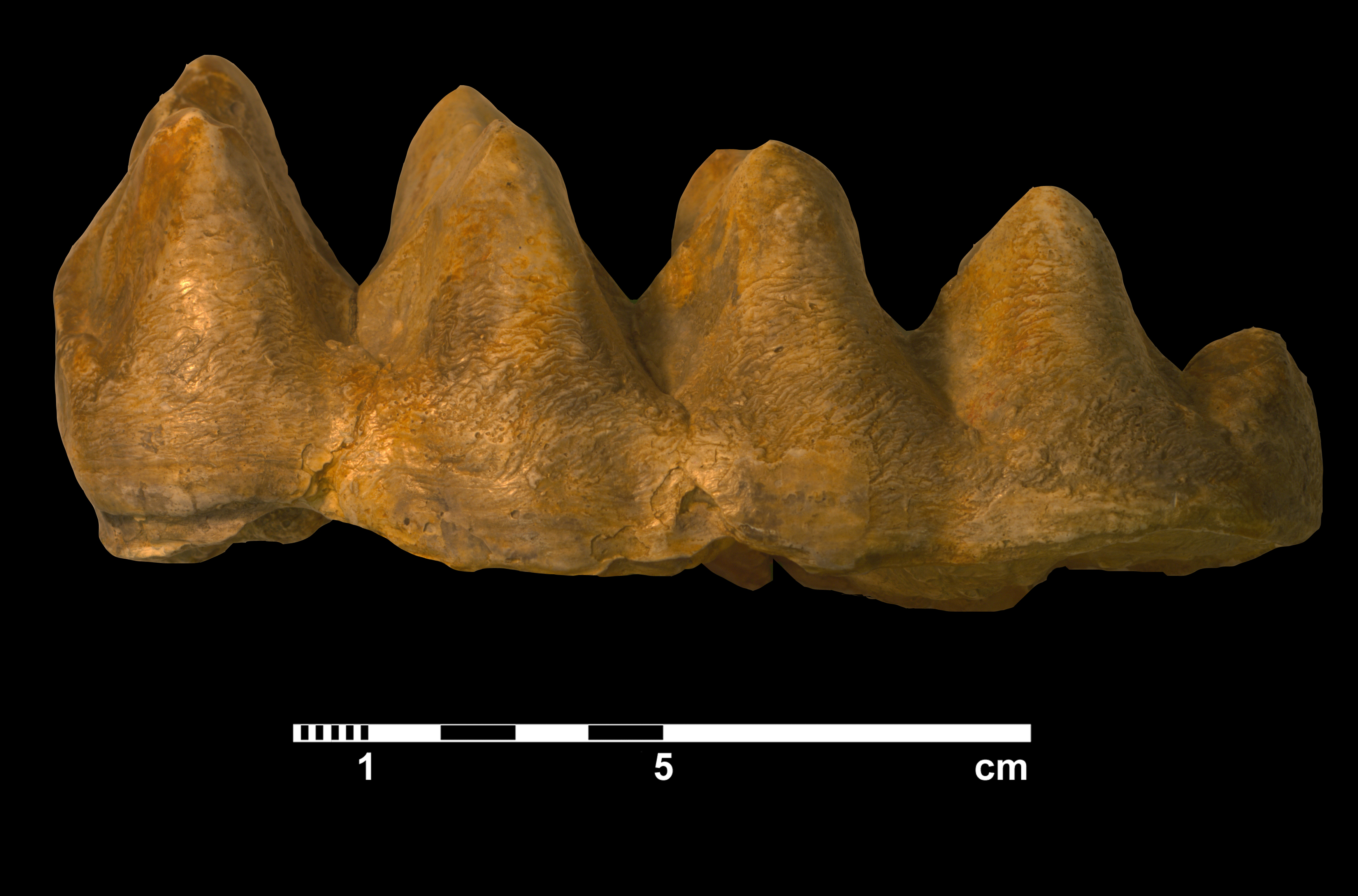 mammut_borsoni-8 (M394)