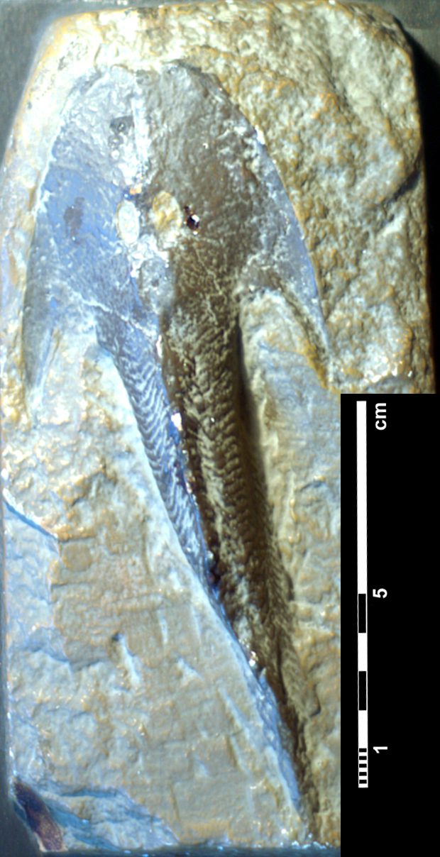 cephalaspis_lyelli-1 (?C110)