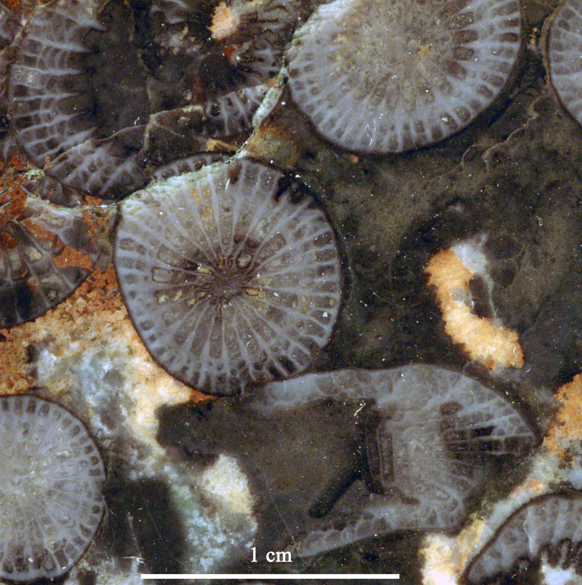 disphyllum-2 (UL-C 0002)