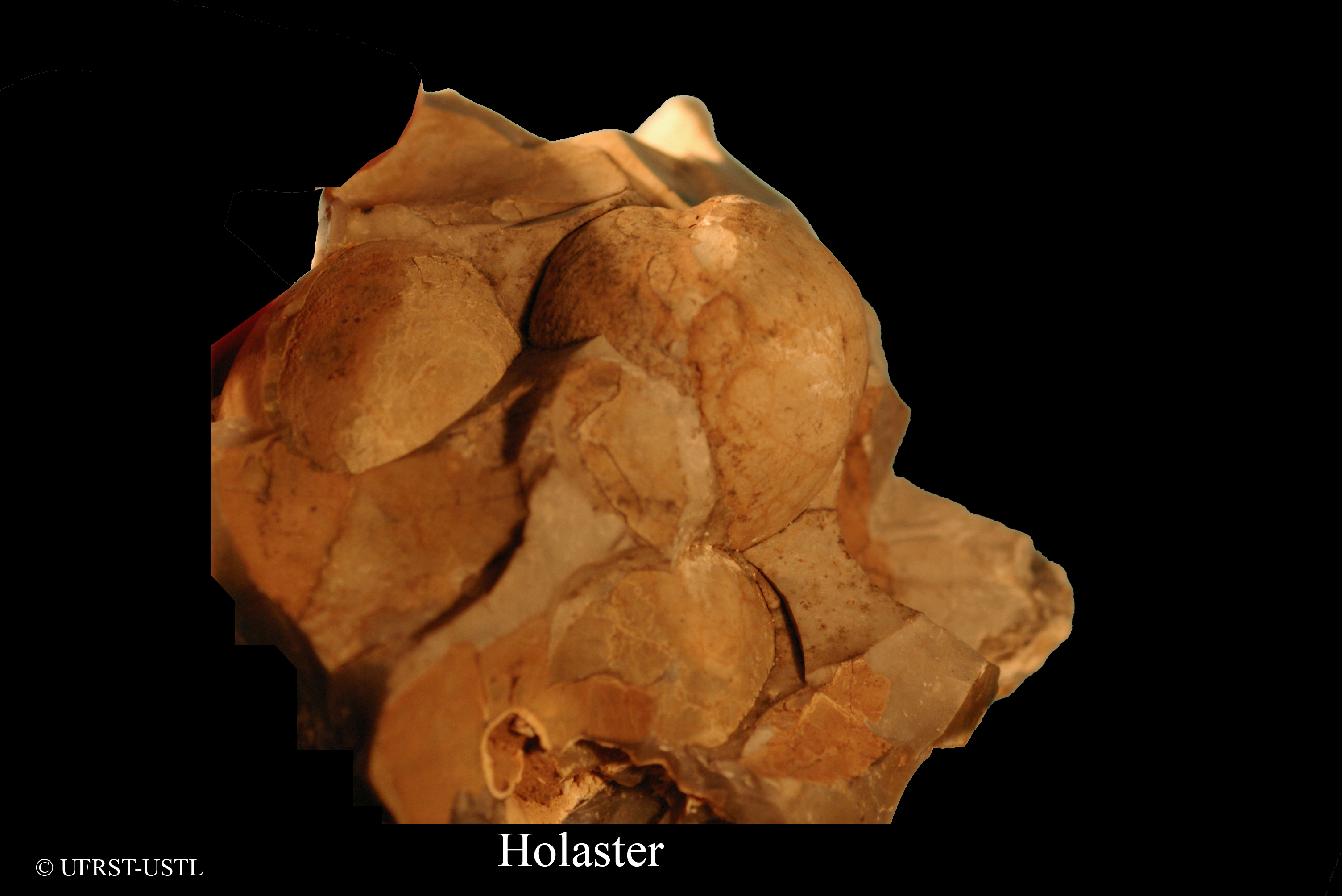 holaster-2 (UL-E 0164)