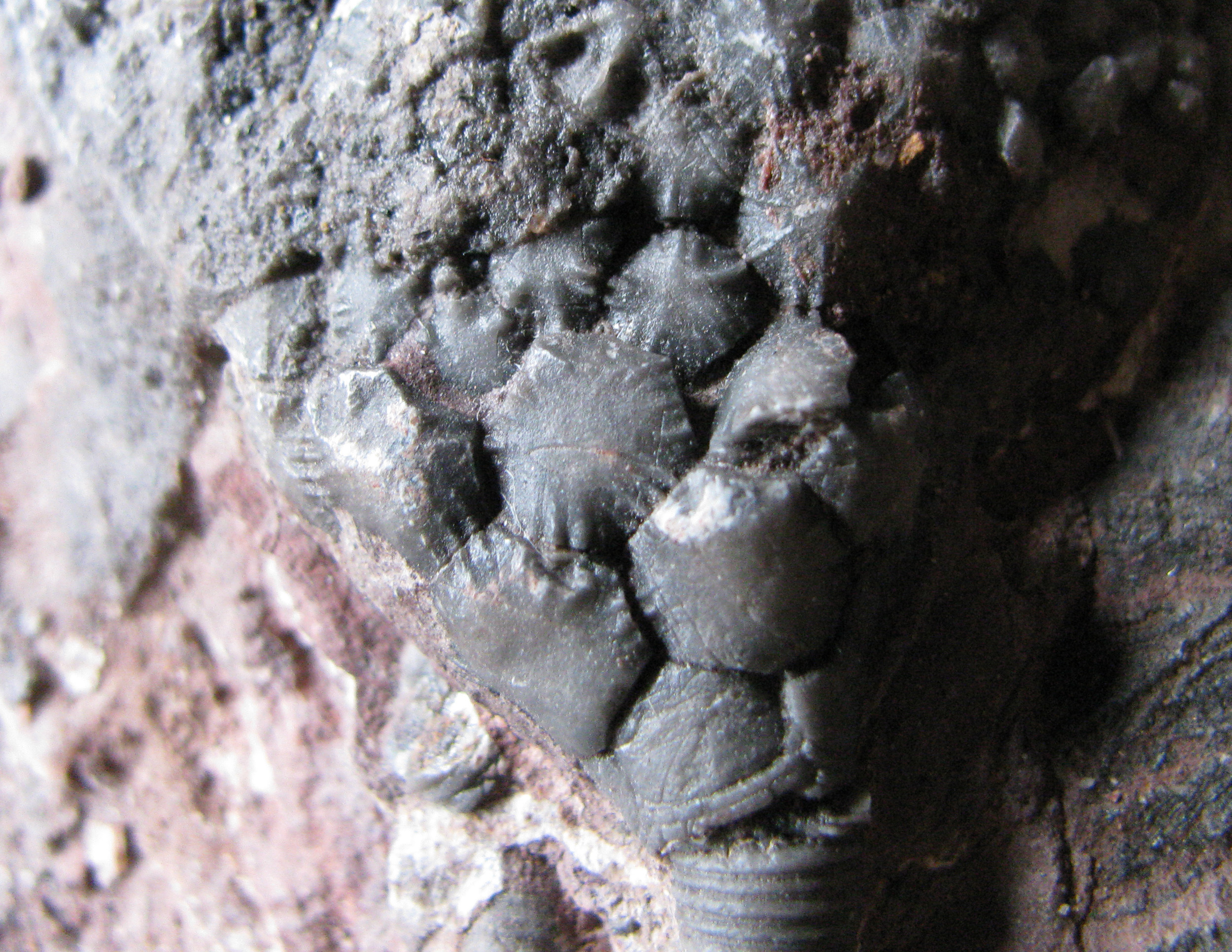 scyphocrinites-4 (UL-E0249)