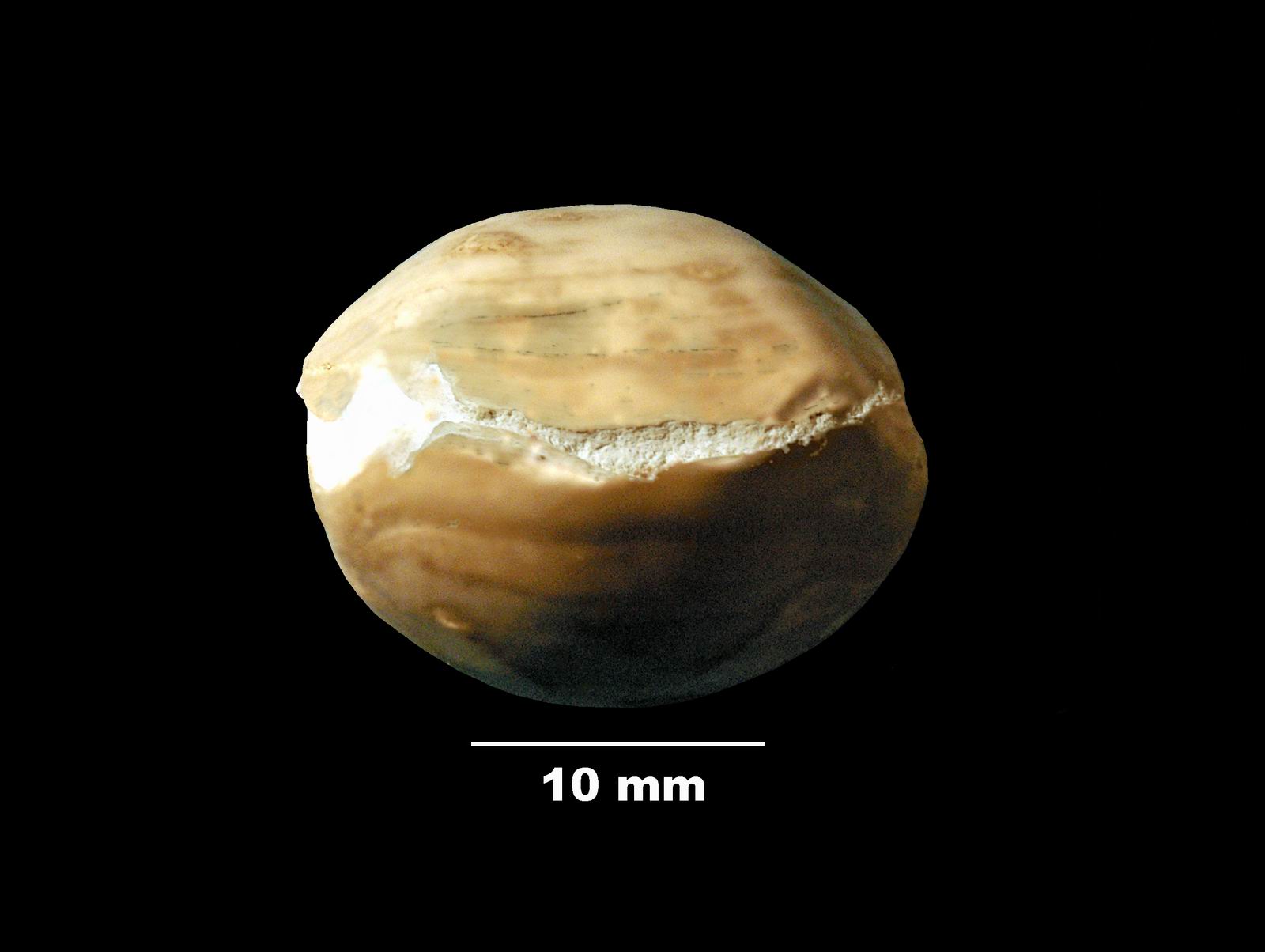 gibbithyris_semiglobosa-4 (UL-B 00013)