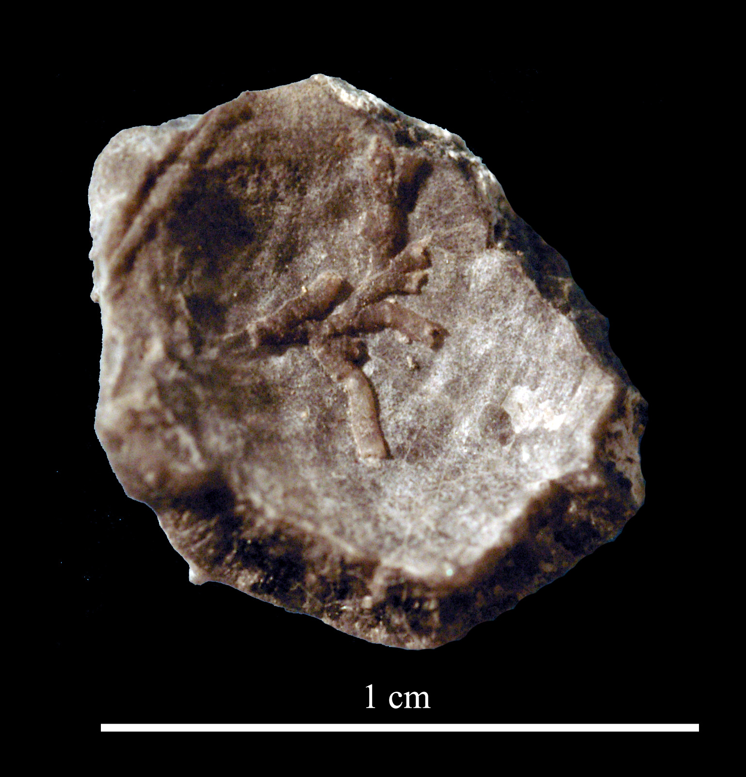 aulopora-1 (UL-C 0084)