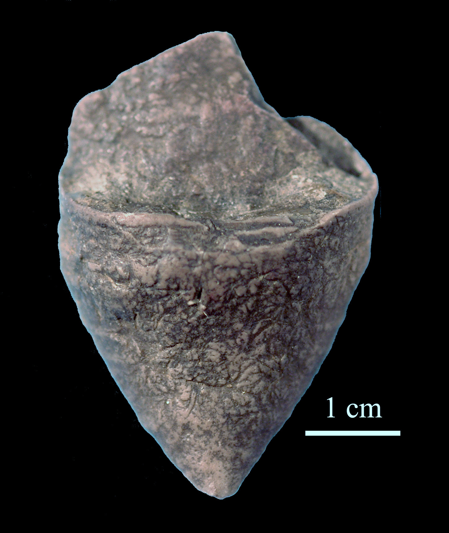 calceola_sandalina-8 (UL-C 0043)