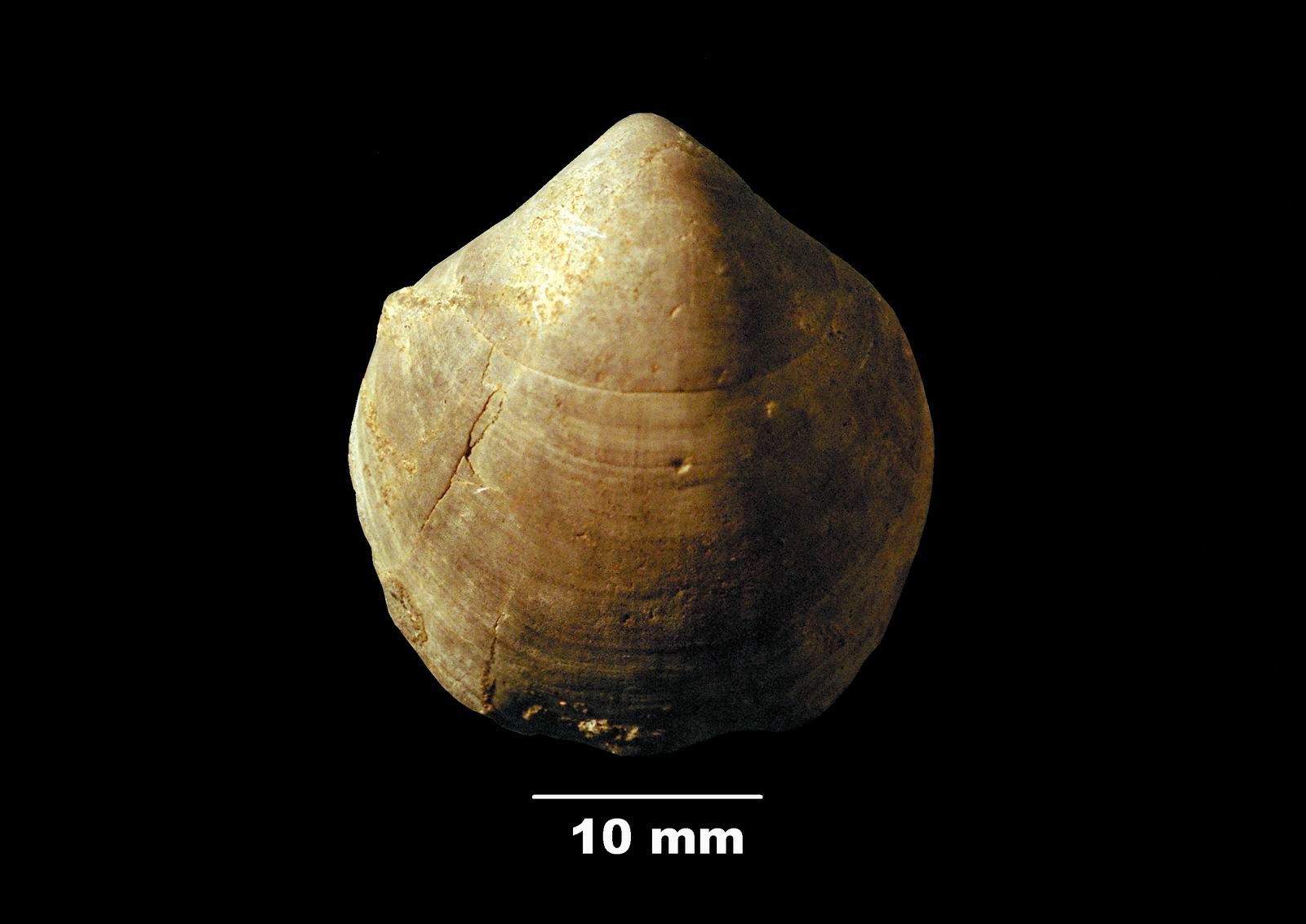 euidothyris-2 (UL-B 00018)