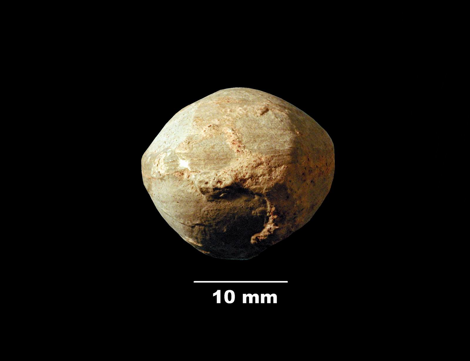 ornithella-4 (UL-B 00039)