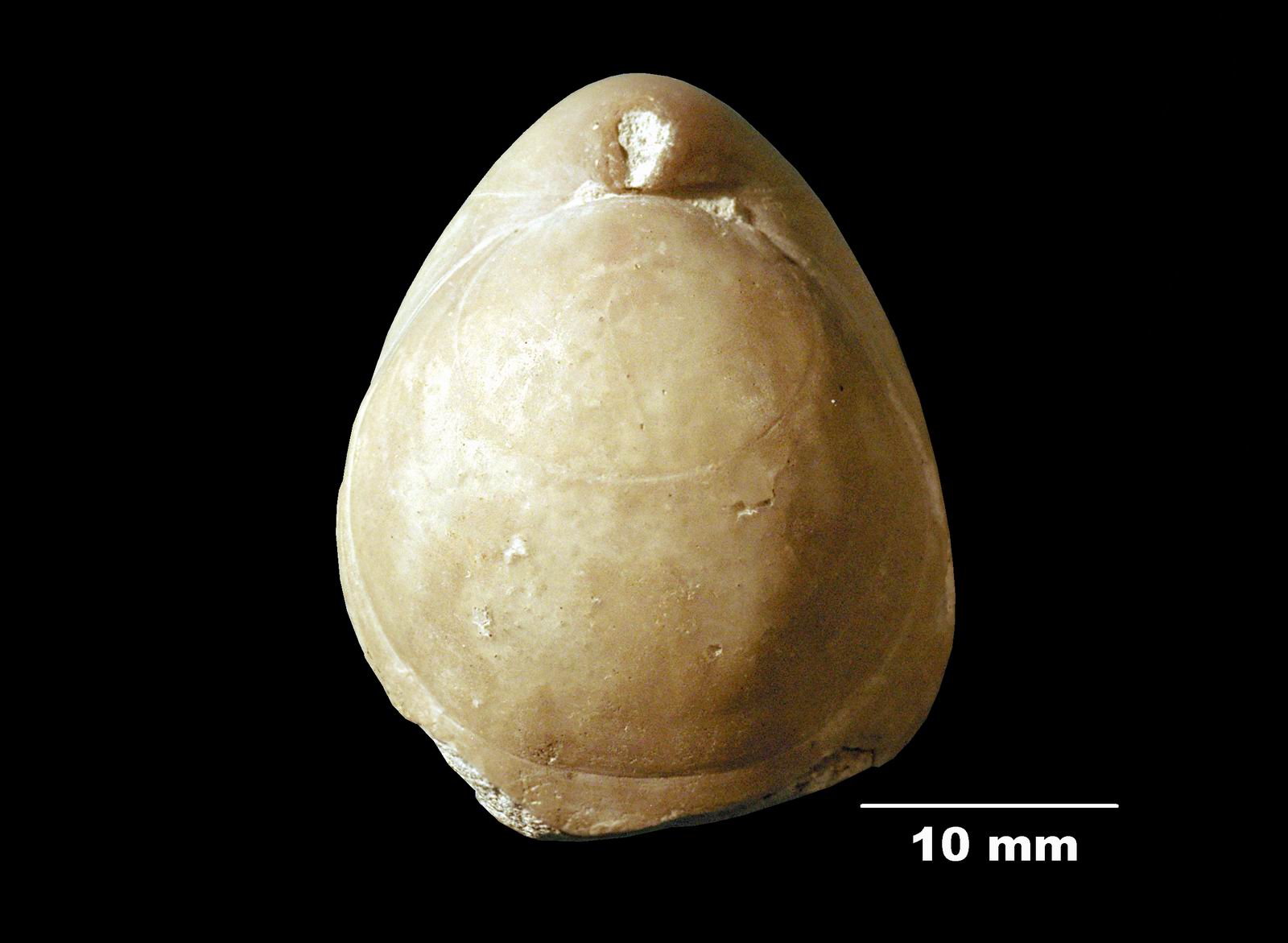 zeillerioidea-1 (UL-B 00043)