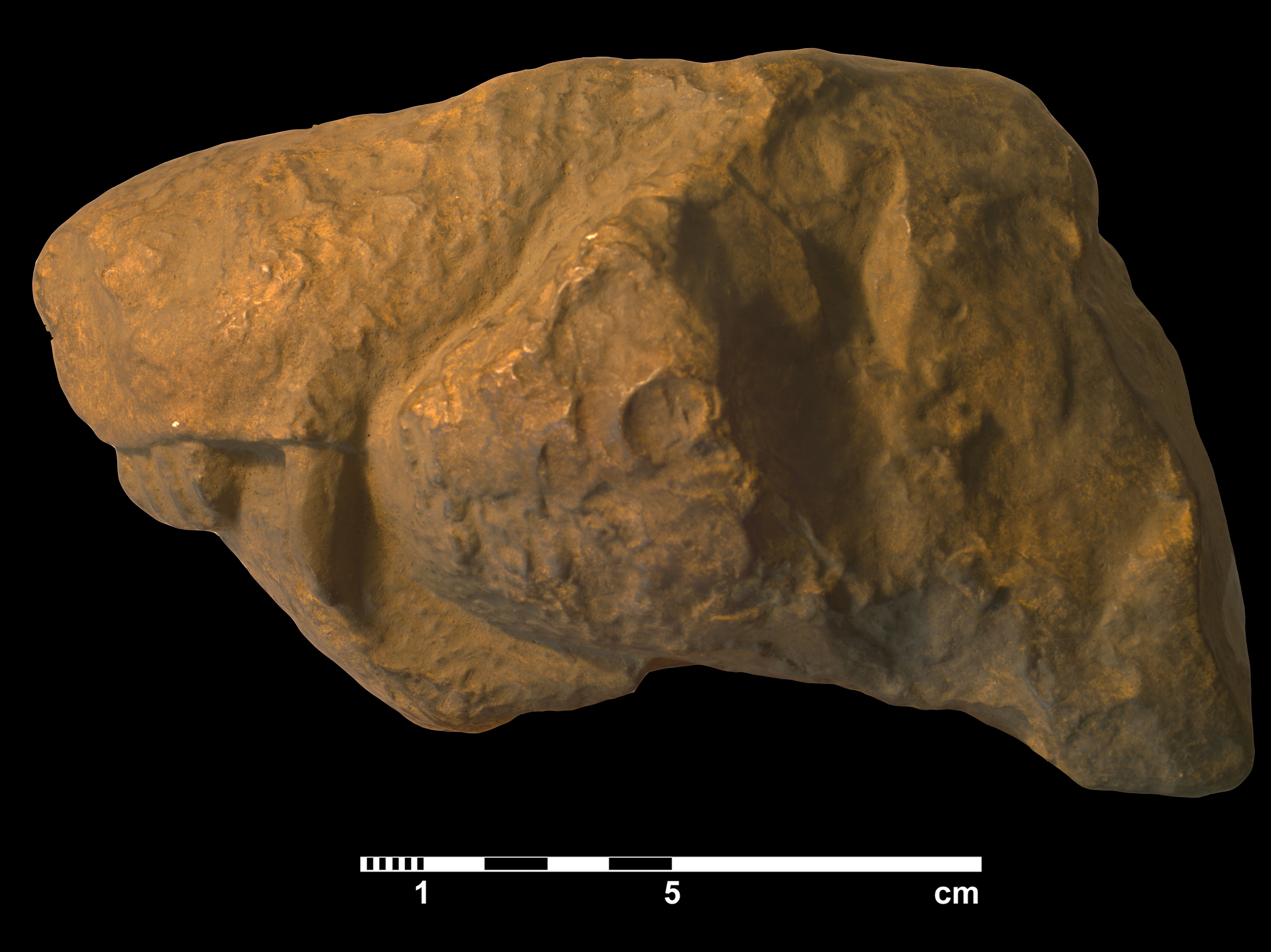 arctognathus_curvimola-2 (C159)