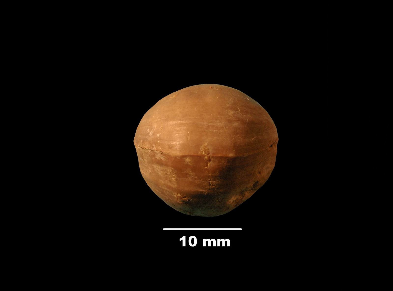 terebratula_bullata-4 (UL-B 00007)