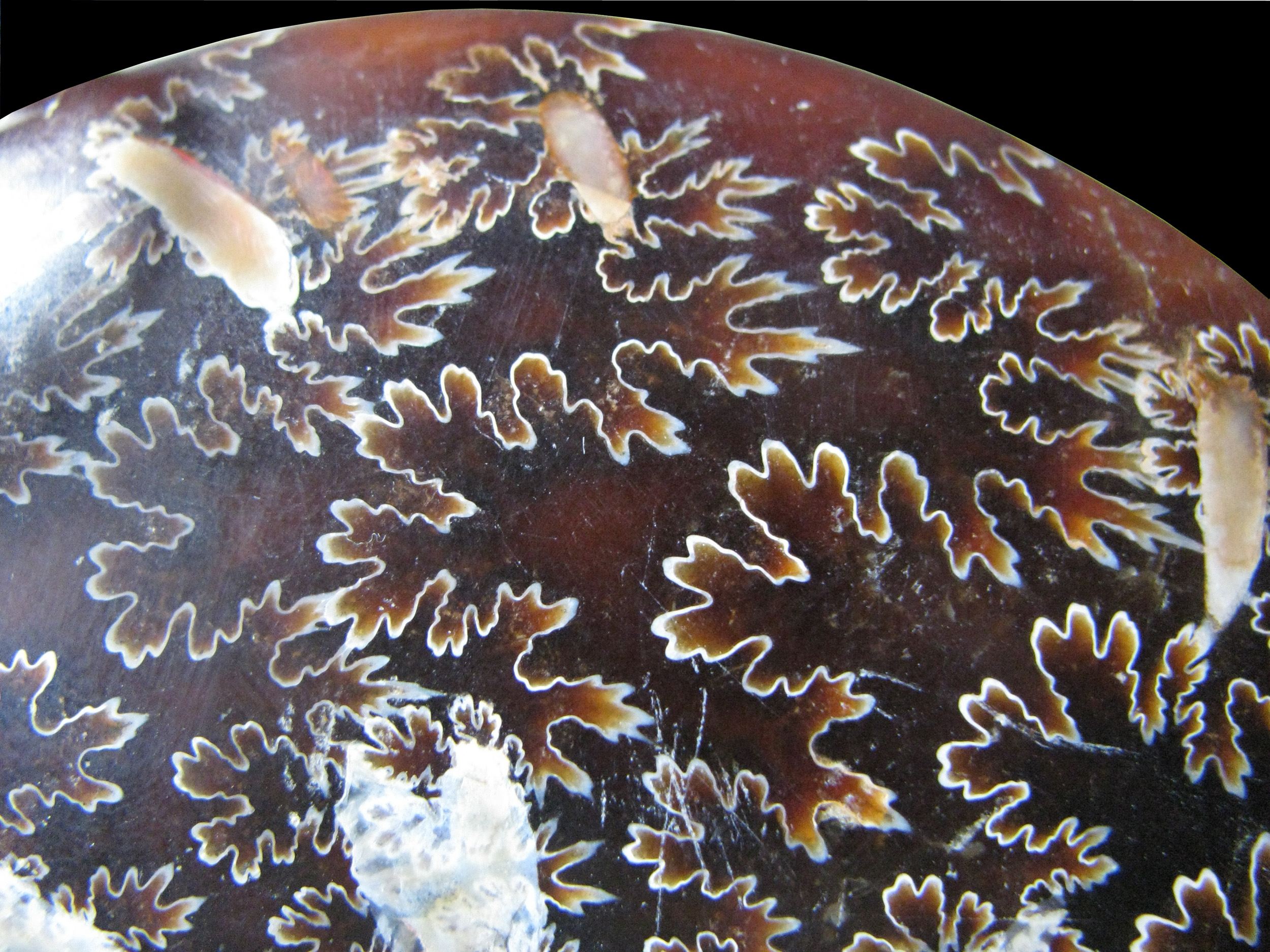 cleoniceras-6 (UL-M 0001)