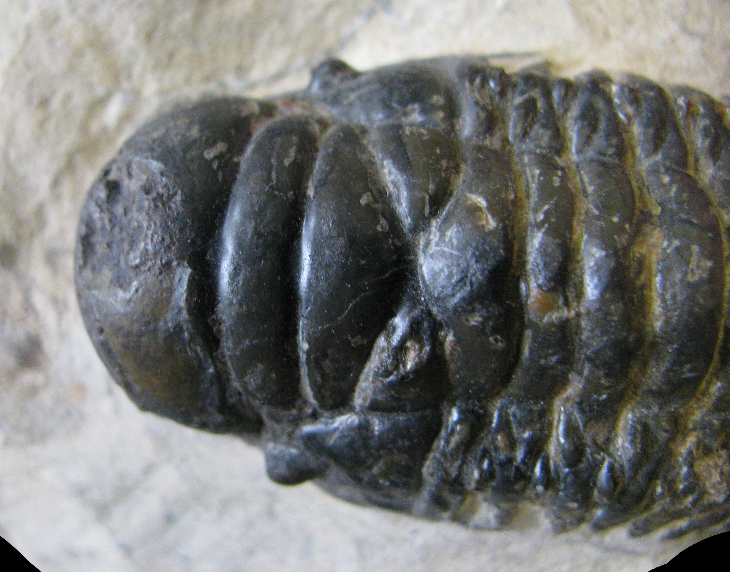 crotalocephalus-4 (UL-A 0001)