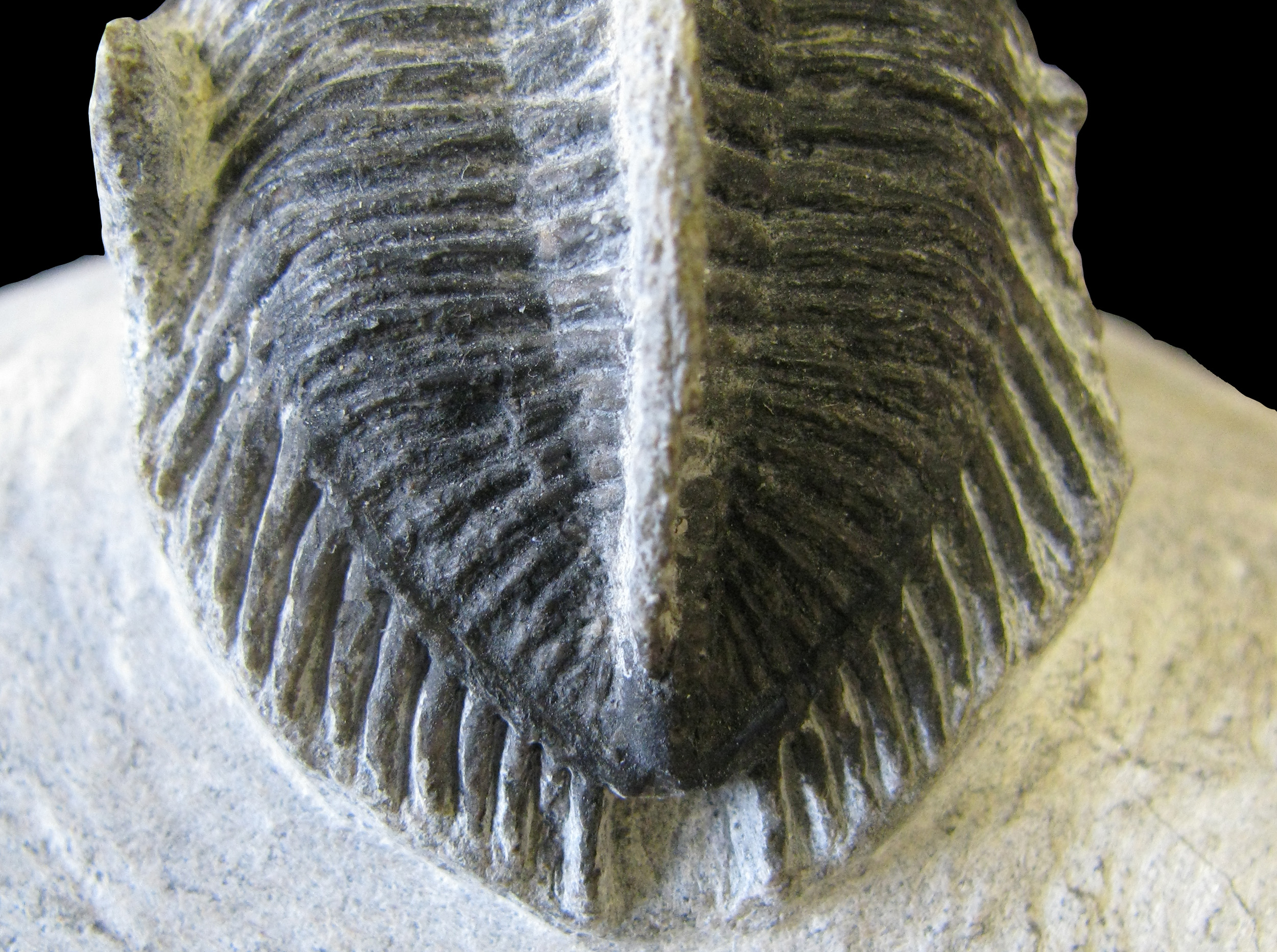 erbenochile-6 (UL-A 0010)