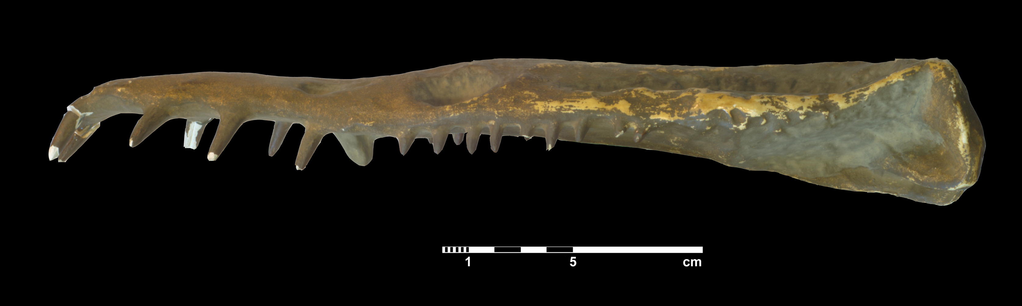 plesiosauridae_indet-3