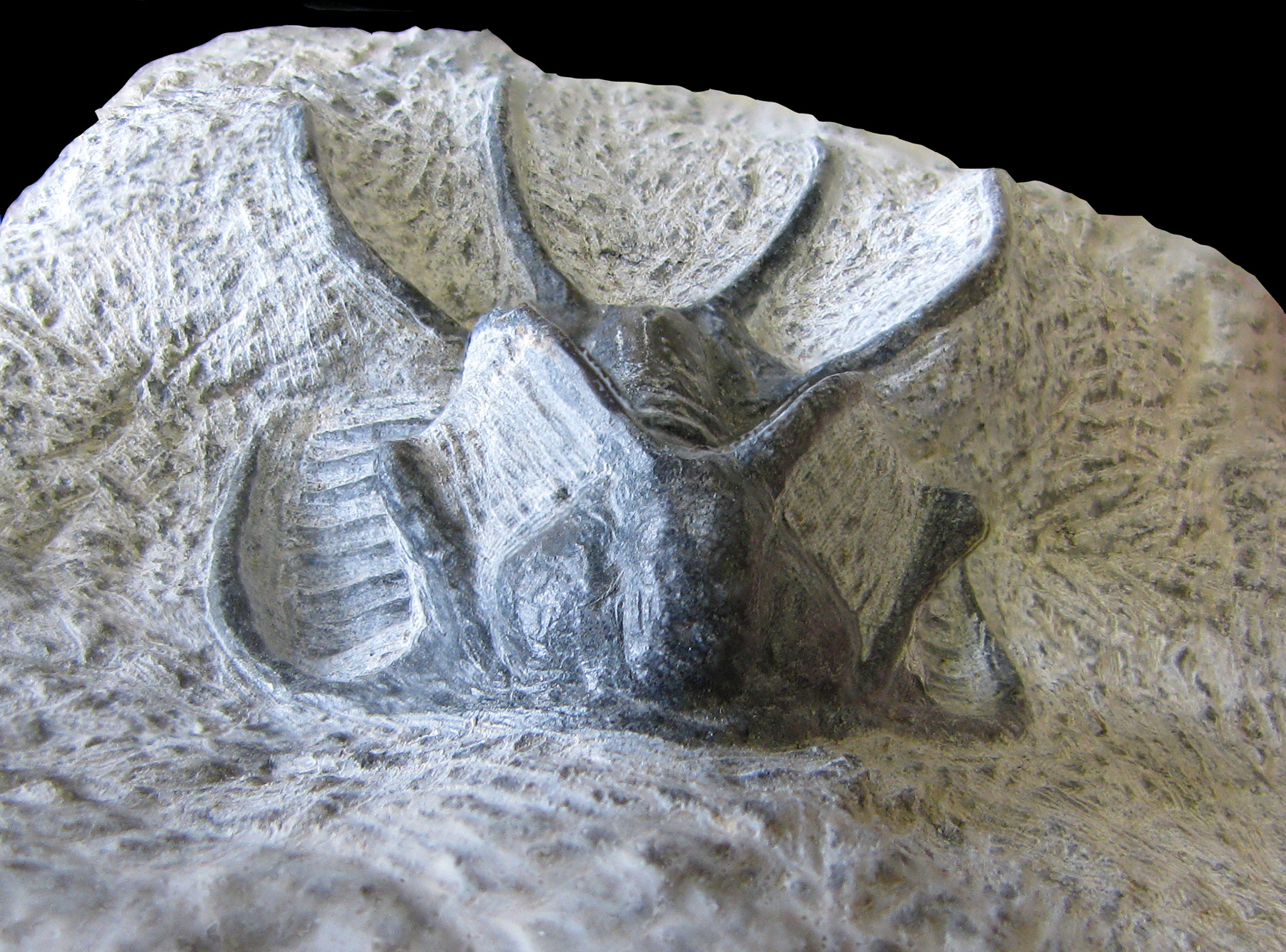 ceratarges-2 (UL-A 0009)