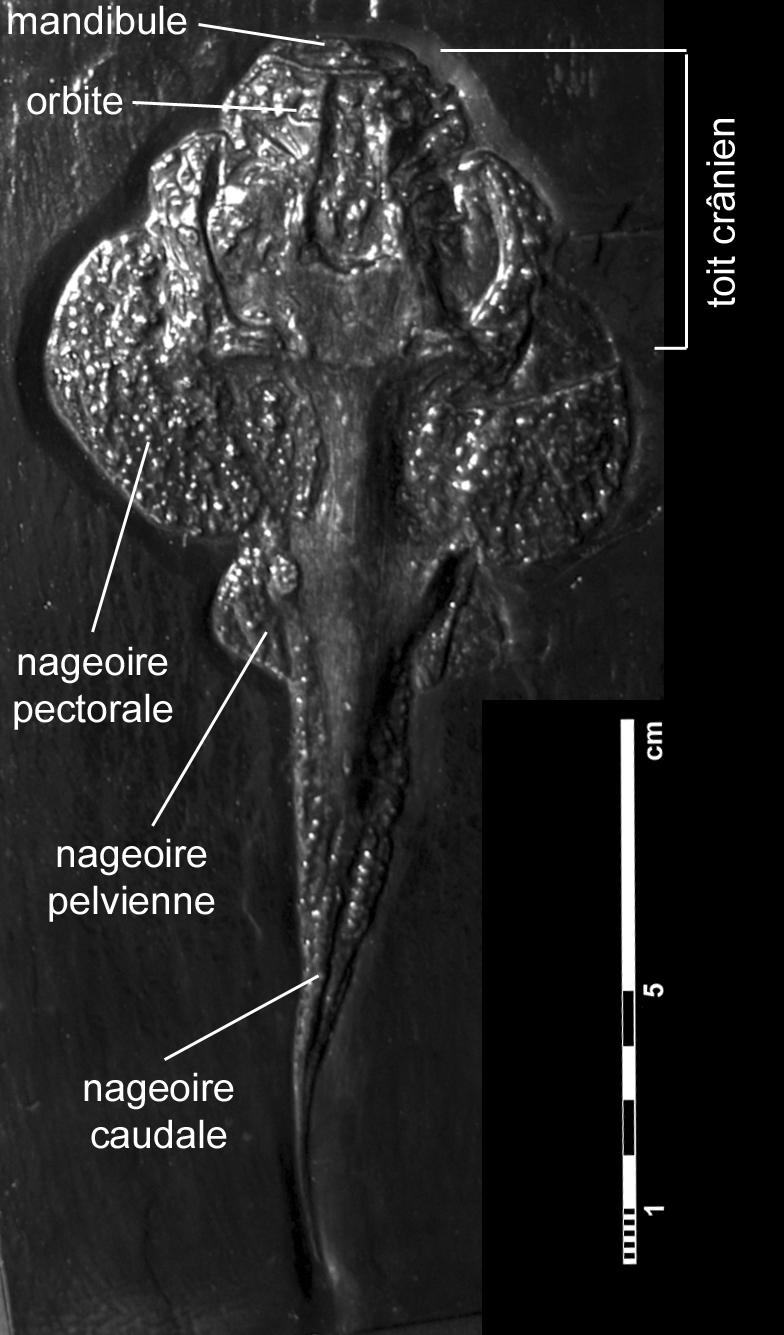 gemuendina_stuertzi-3 (C111)