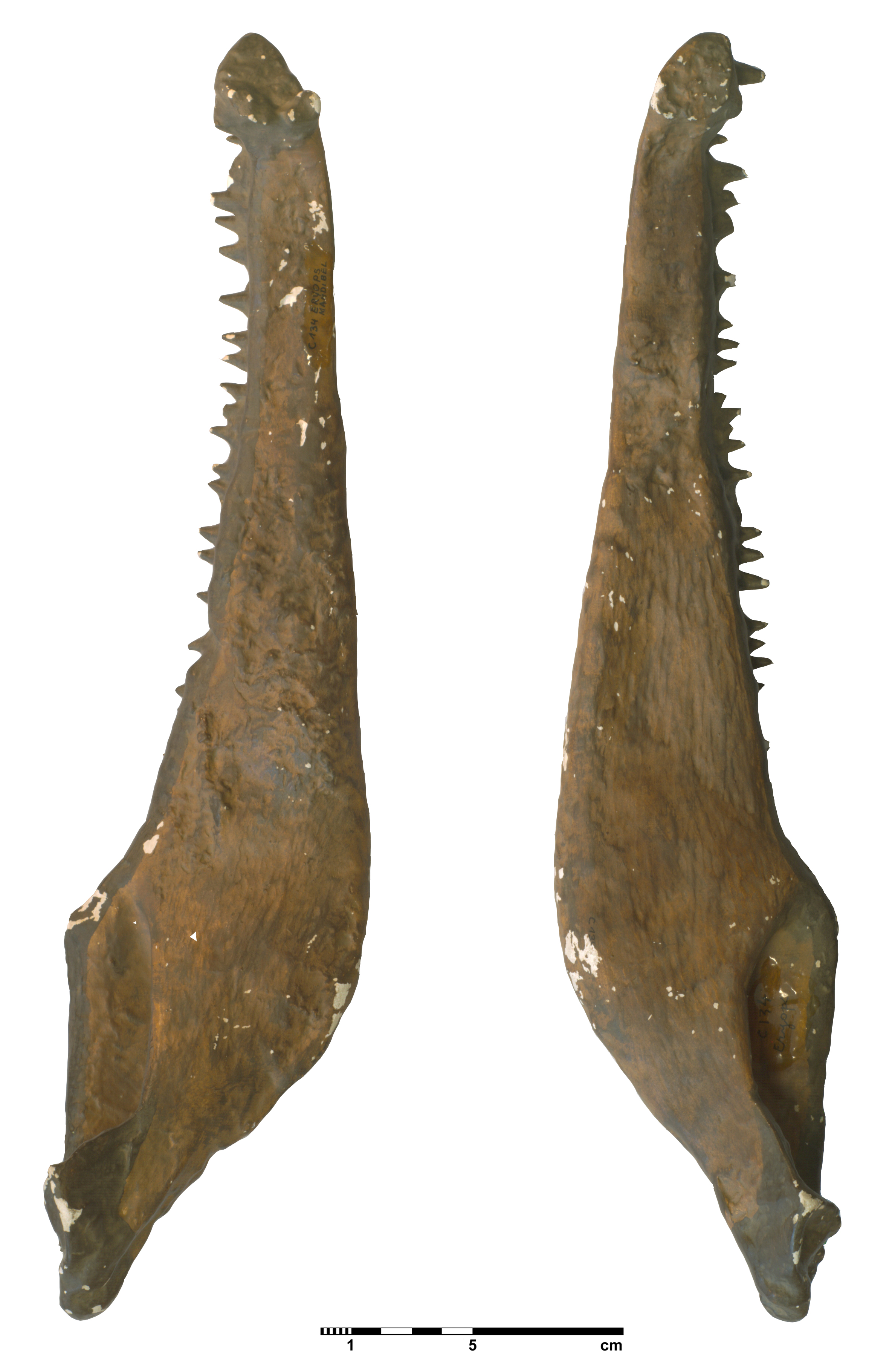 eryops_megacephalus-7 (C134)