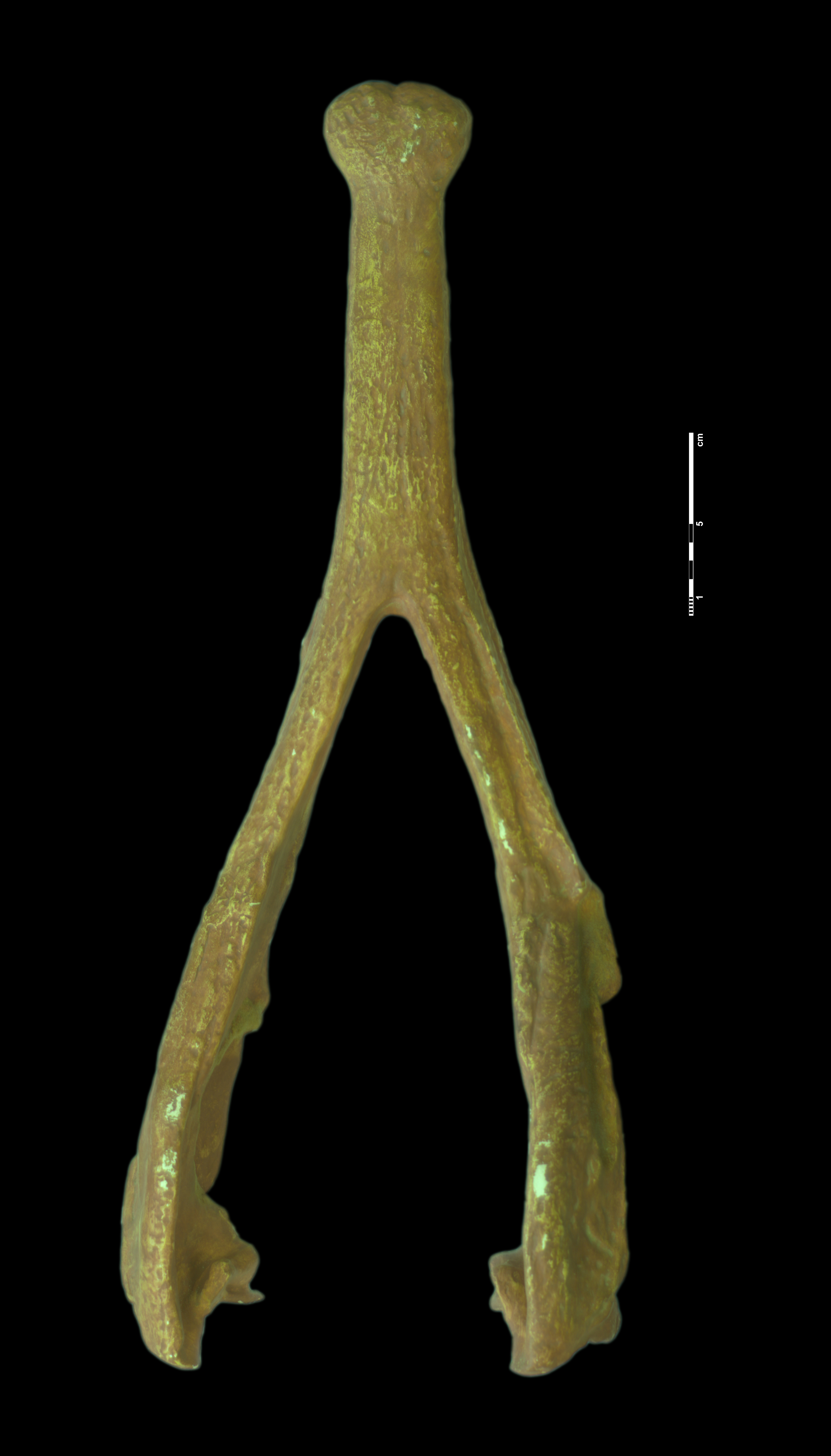 nicrosaurus_kapffi-2 (C155)