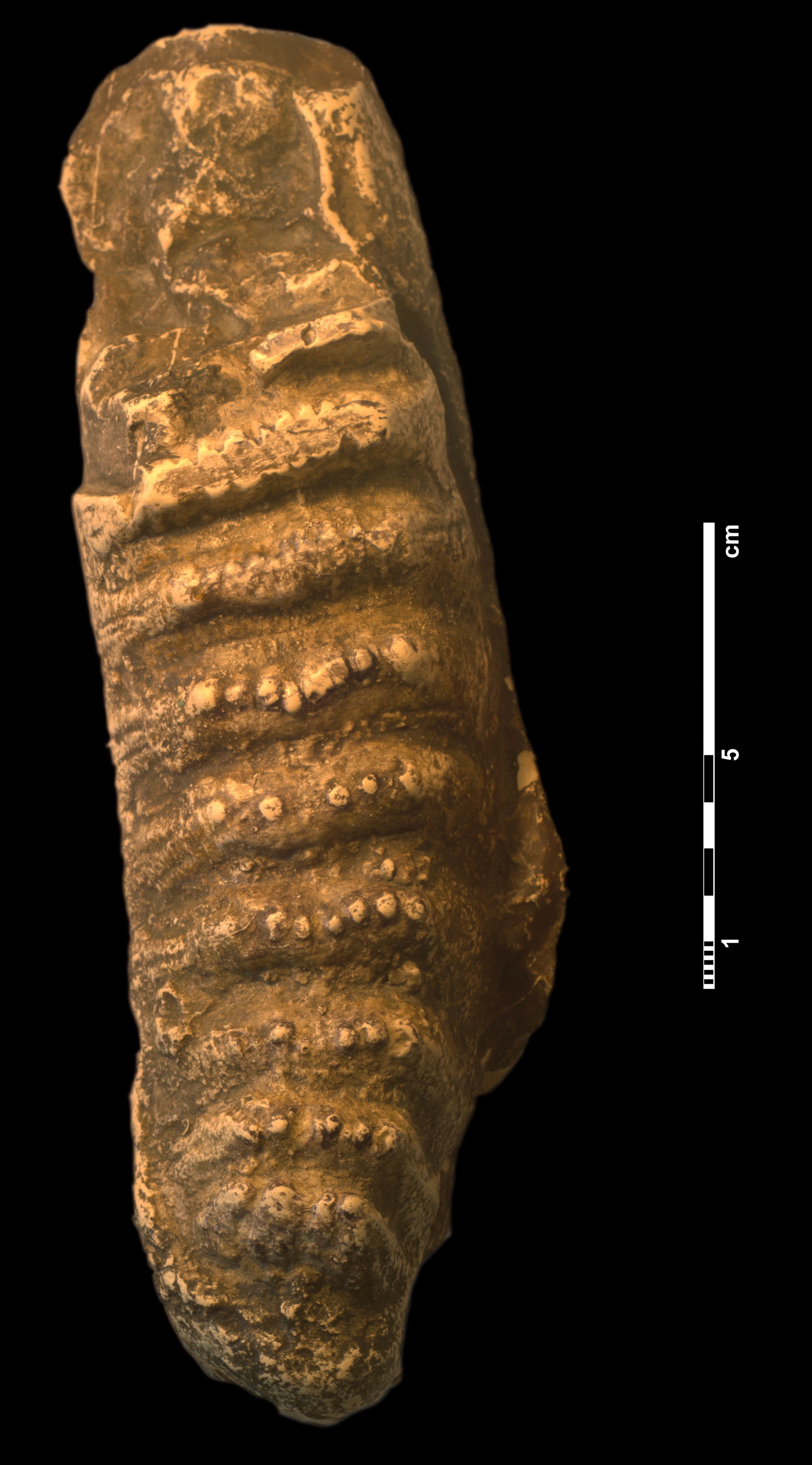 stegodon_sp-1 (VTP 23)