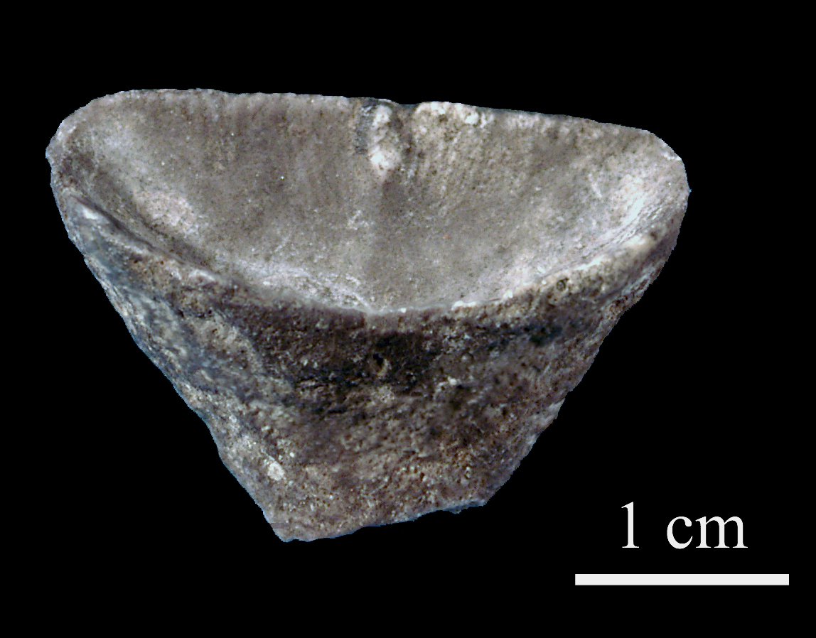 calceola_sandalina-7 (UL-C 0042)