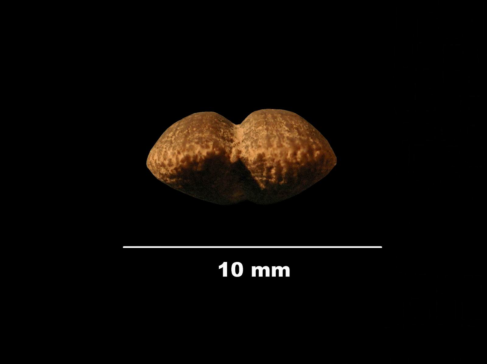 camerothyris-4 (UL-B 00045)