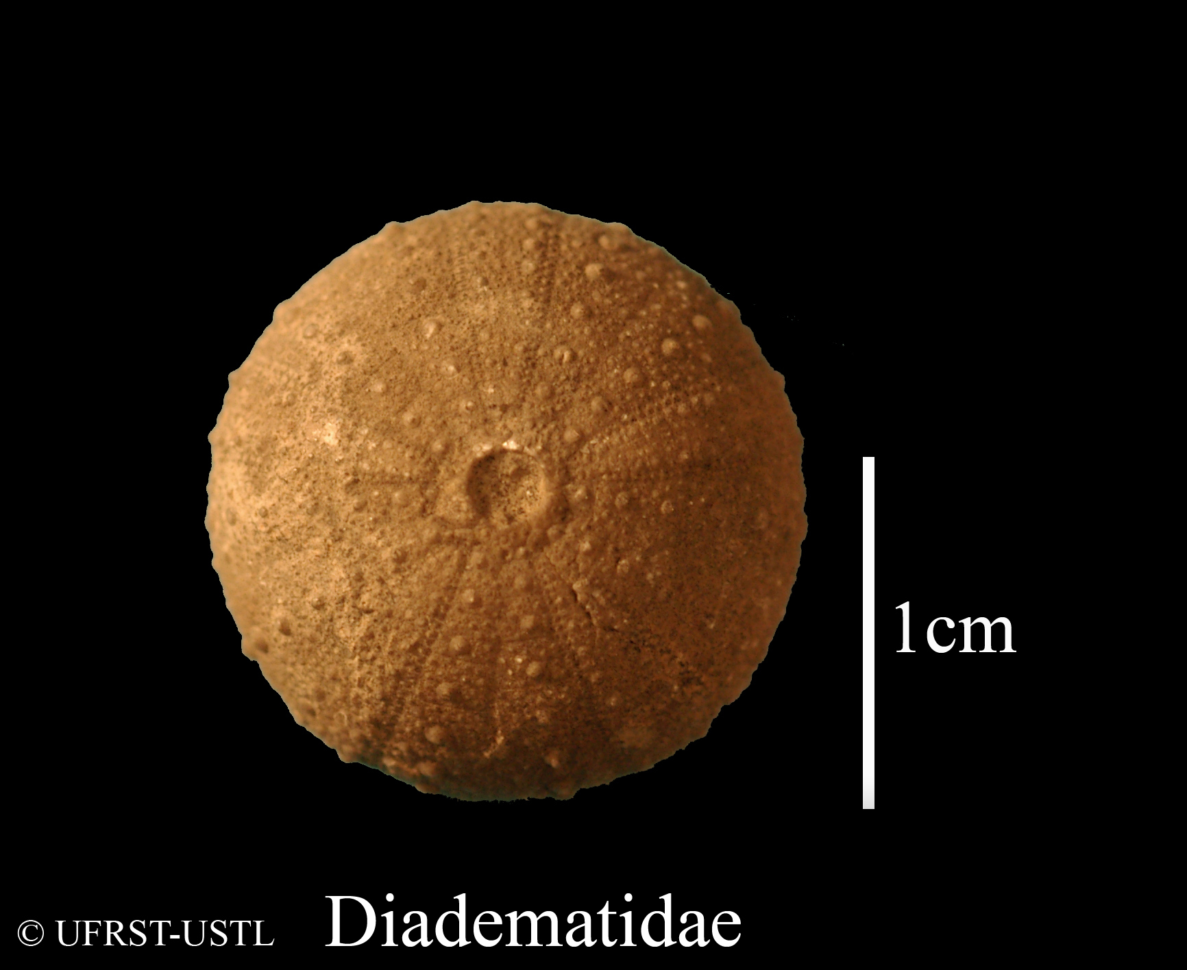 diatematidae-1 (UL-E 0244)