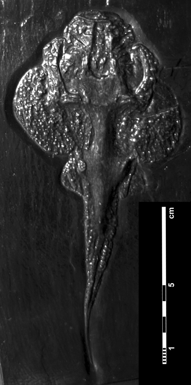 gemuendina_stuertzi-2 (C111)