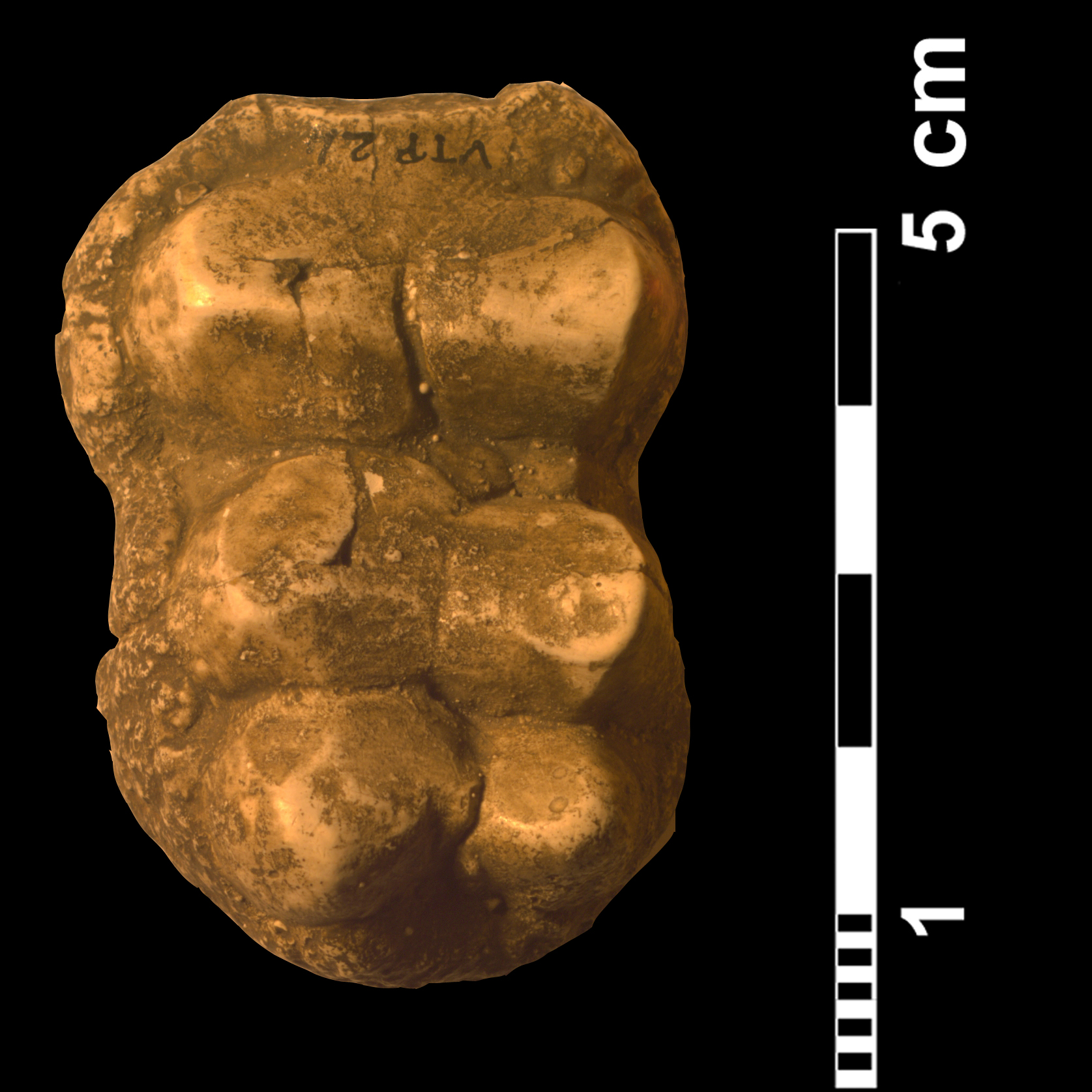 gomphotherium_sp2-1 (VTP24)