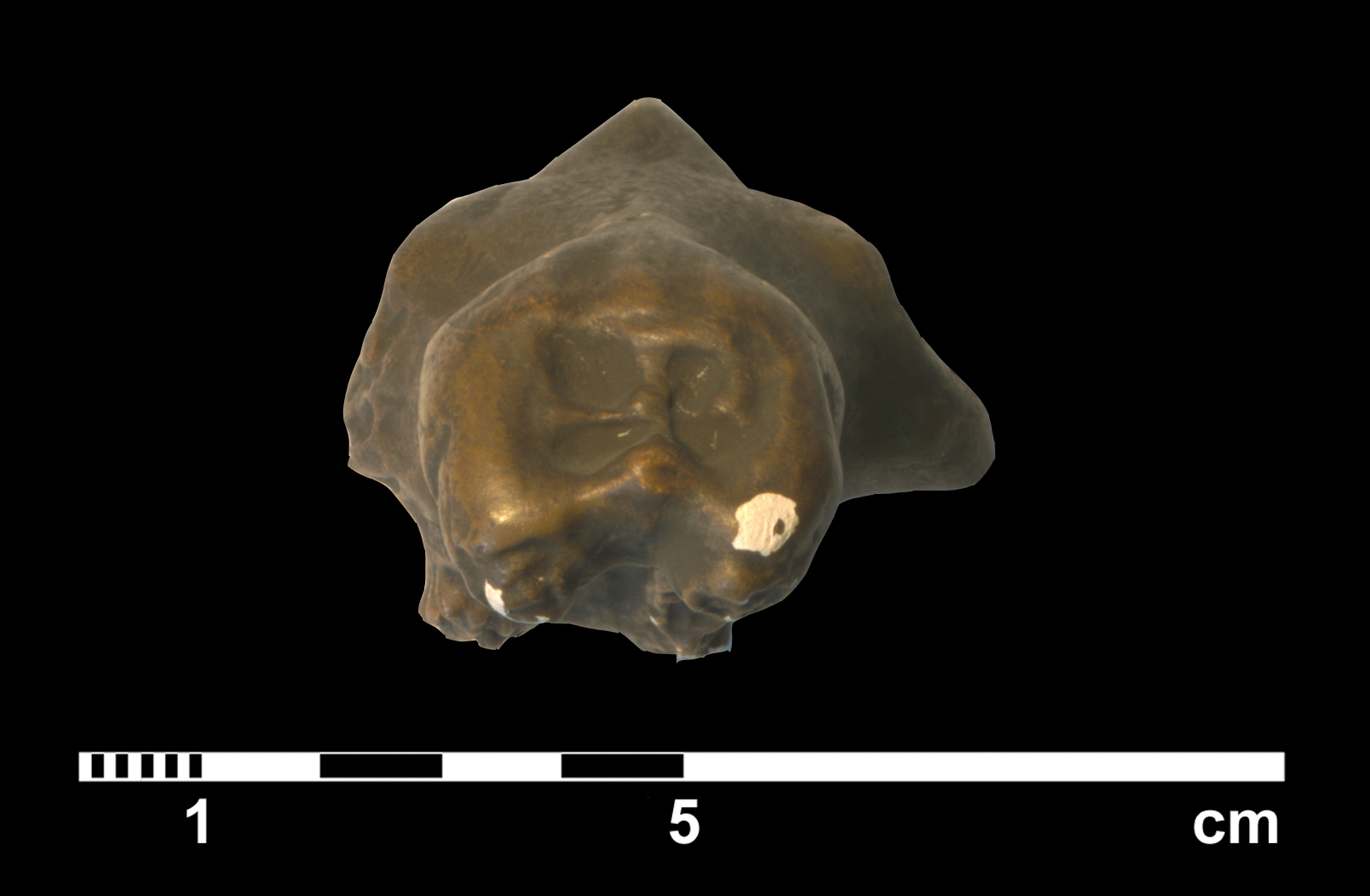 tritylodon_longaevus-5 (C200)