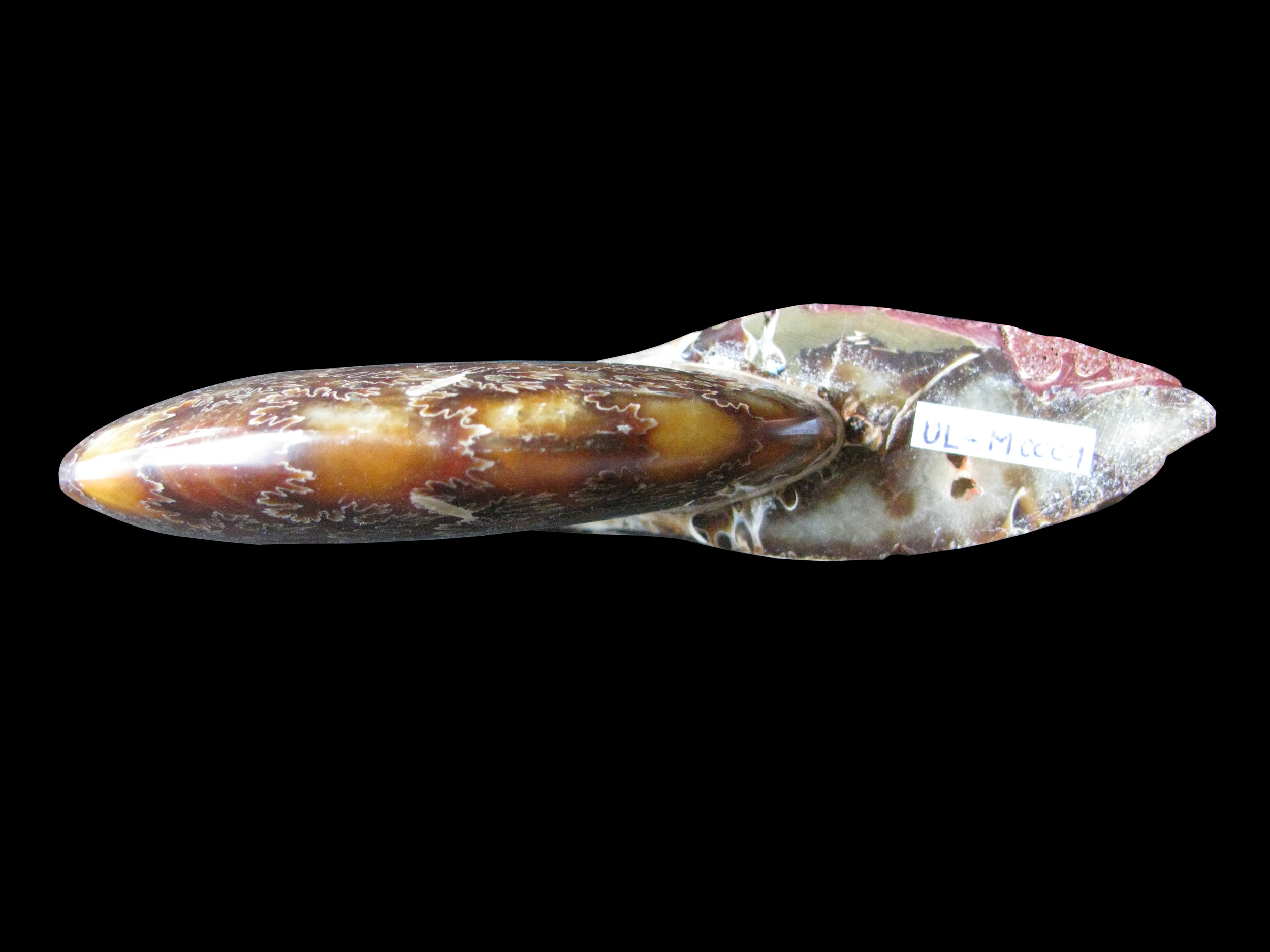 cleoniceras-3 (UL-M 0001)