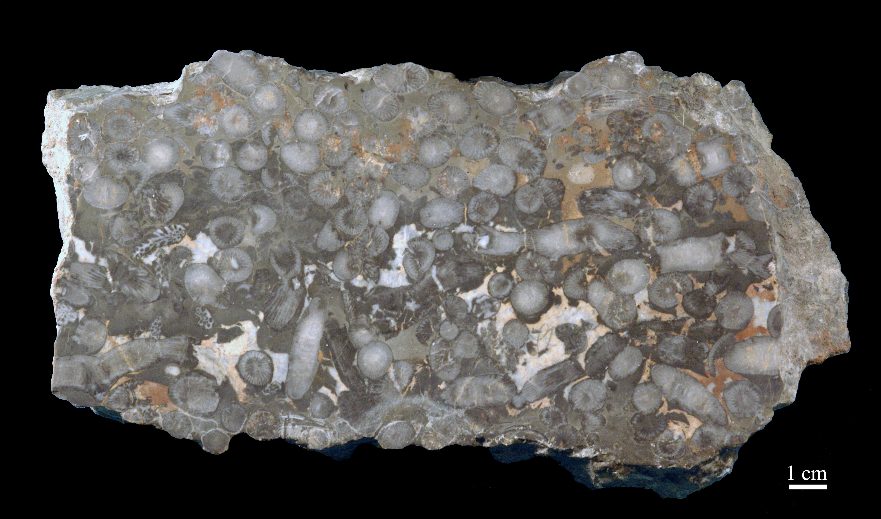 disphyllum-4 (UL-C 0001)