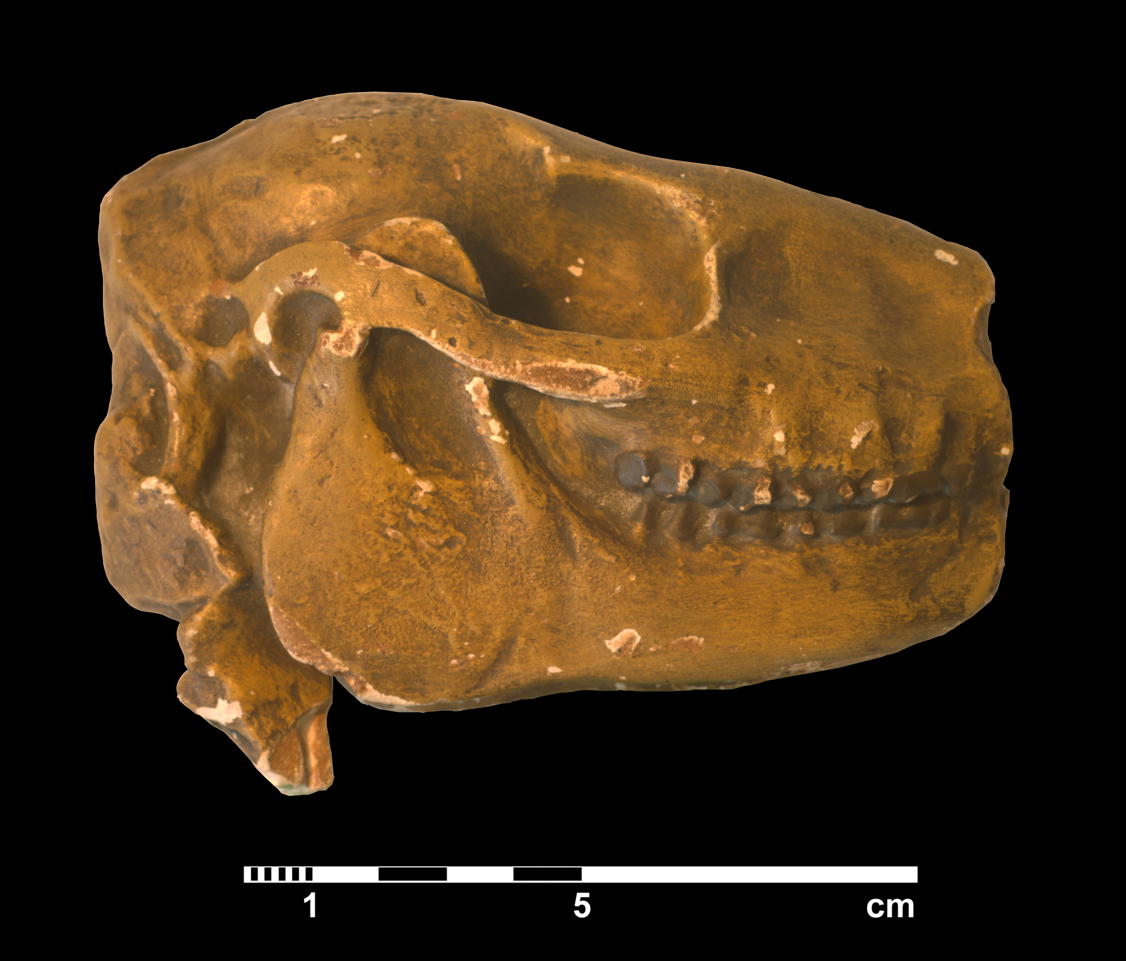 mesohippus_sp-3 (C210)