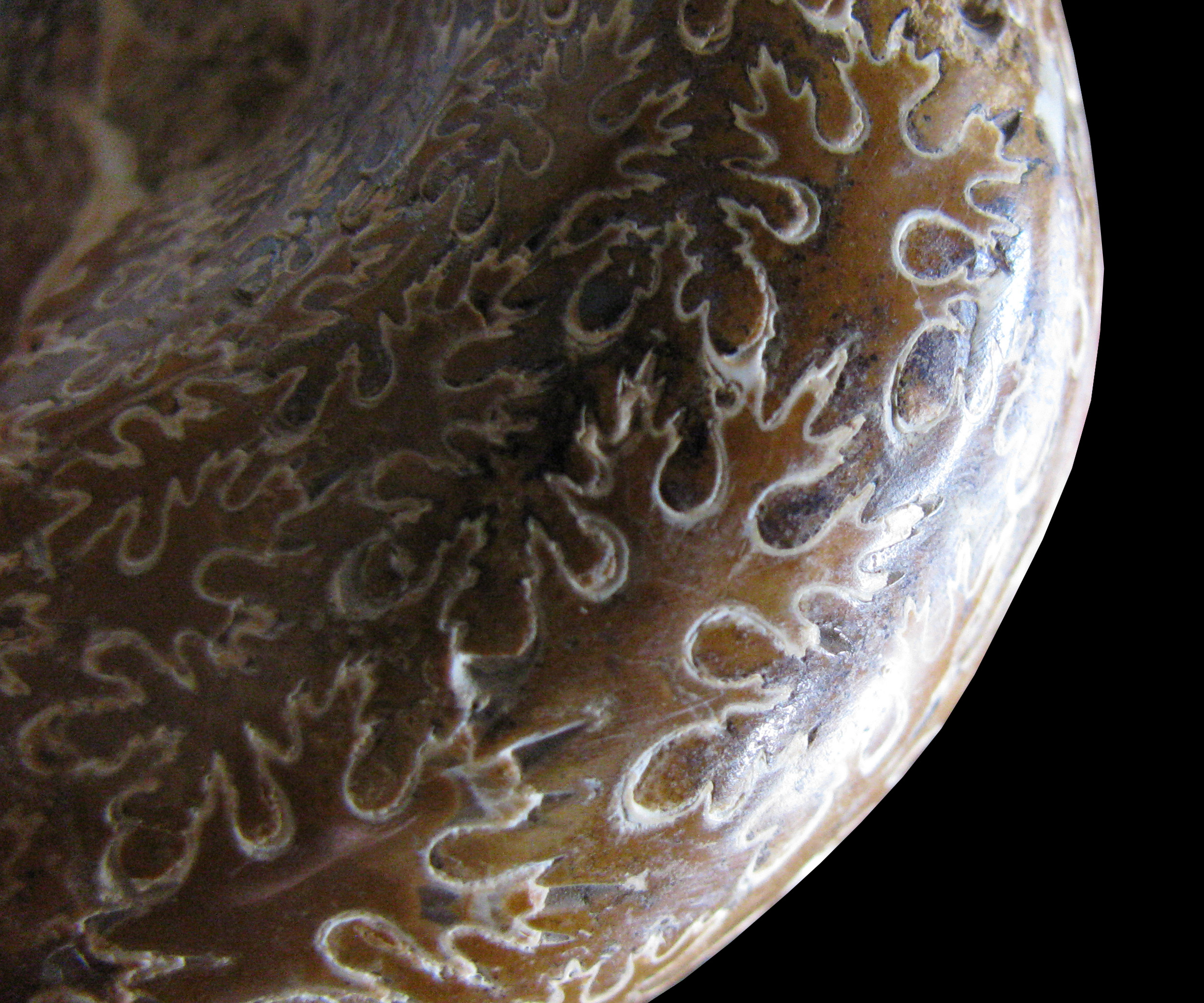 phyllopachyceras-5 (UL-M 0007)