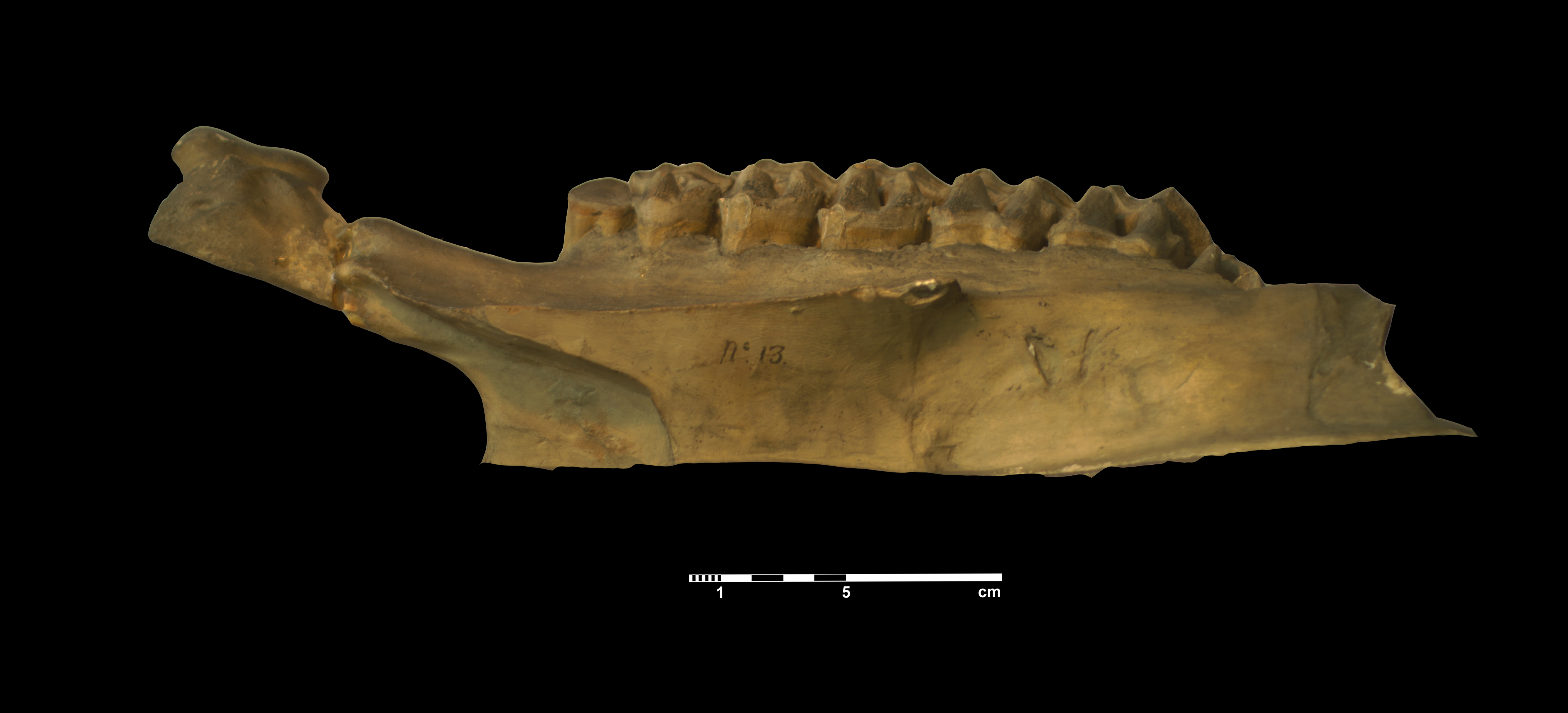 acerathrium_incisivum-9