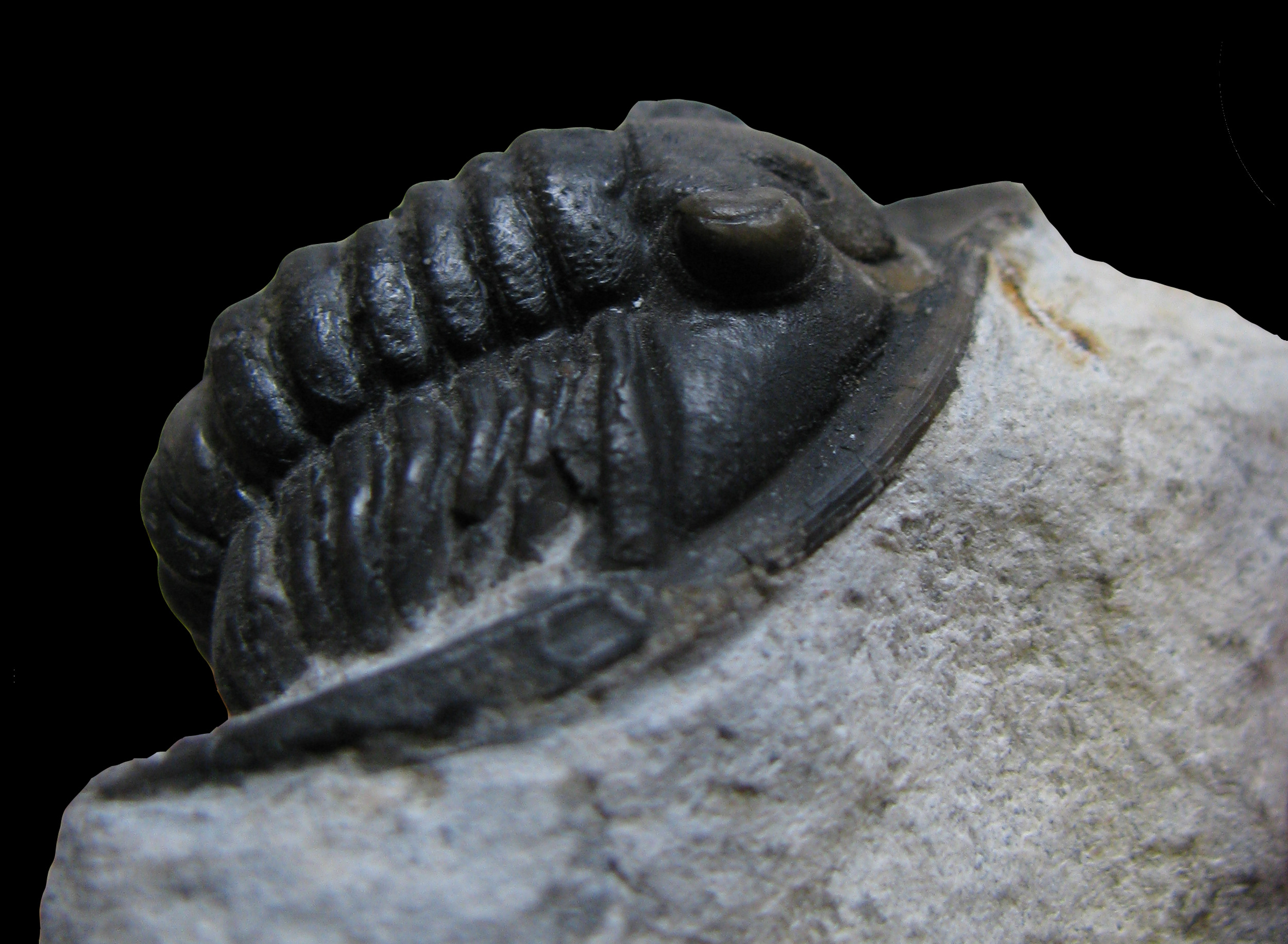 diademaproetus-3 (UL-A 0008)