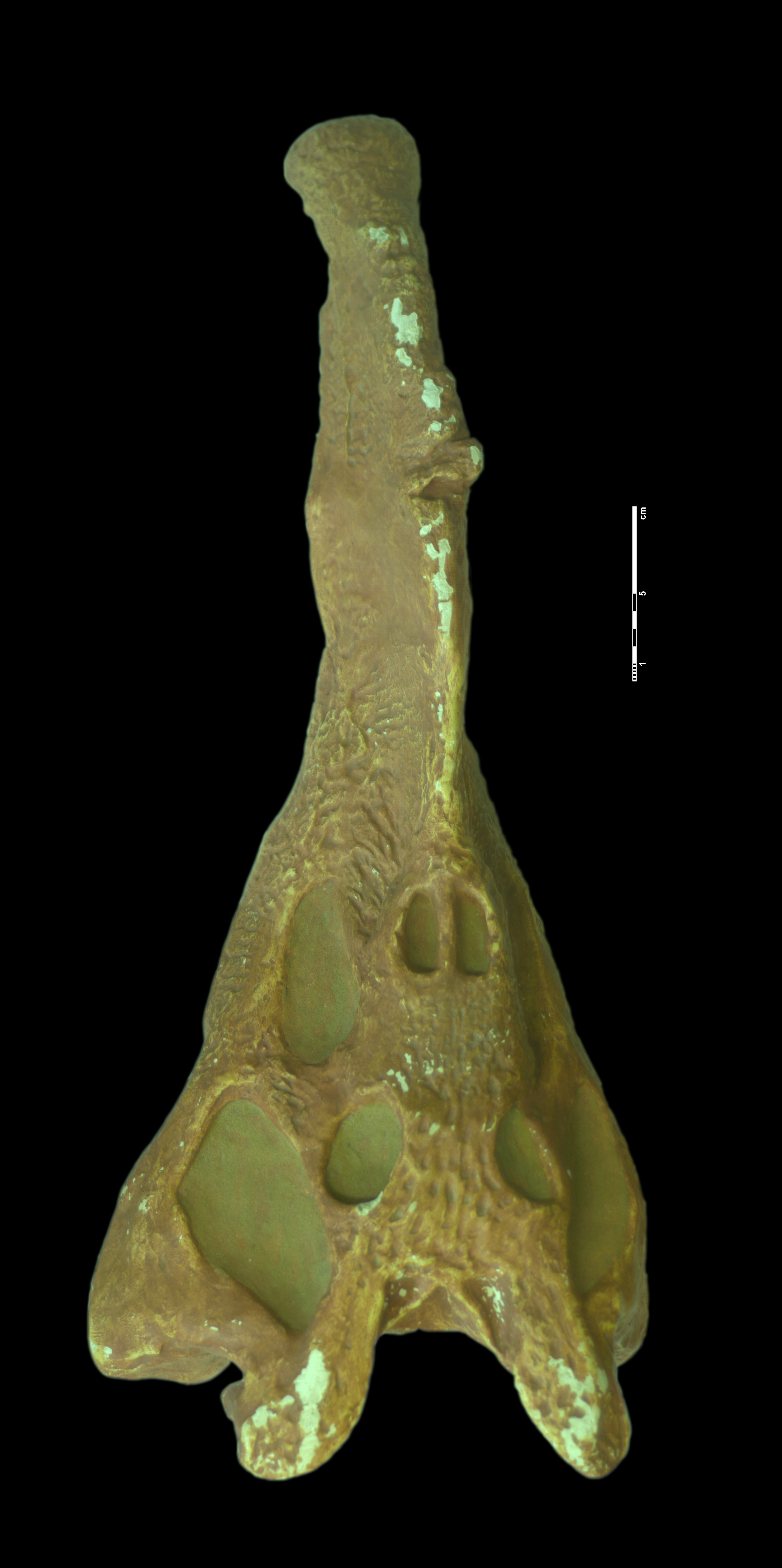 nicrosaurus_kapffi-6 (C155)