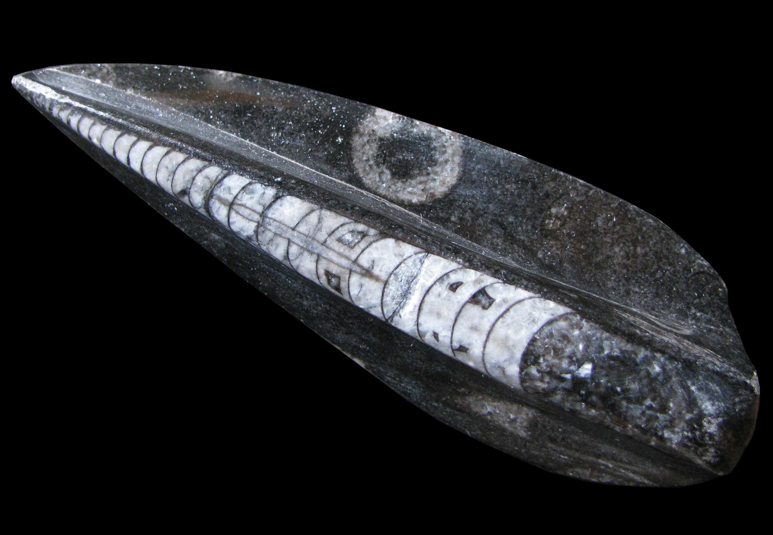 orthoceras2-1 (UL-M 0004)