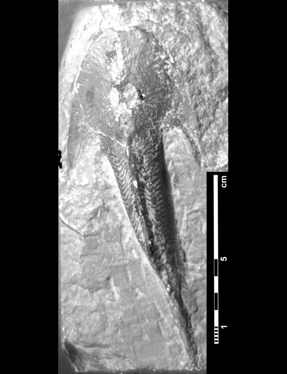 cephalaspis_lyelli-2 (?C110)