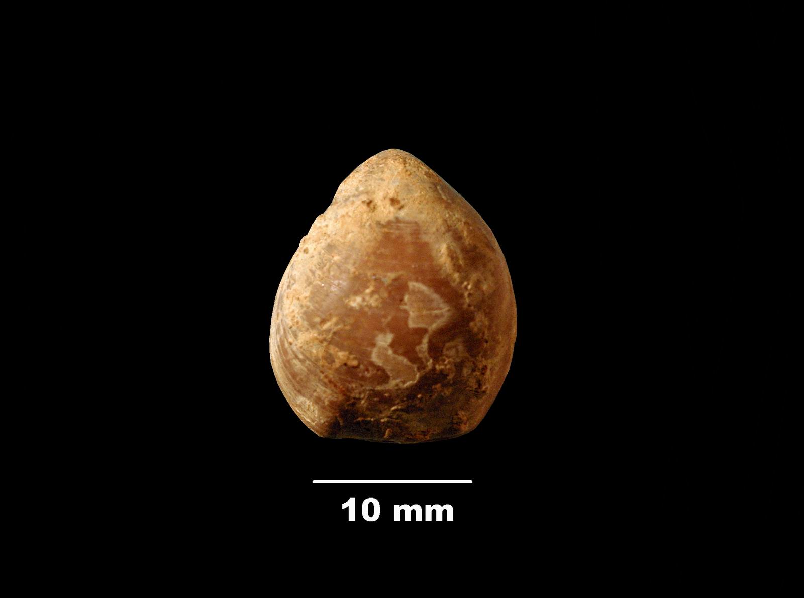 obovothyris-2 (UL-B 00035)