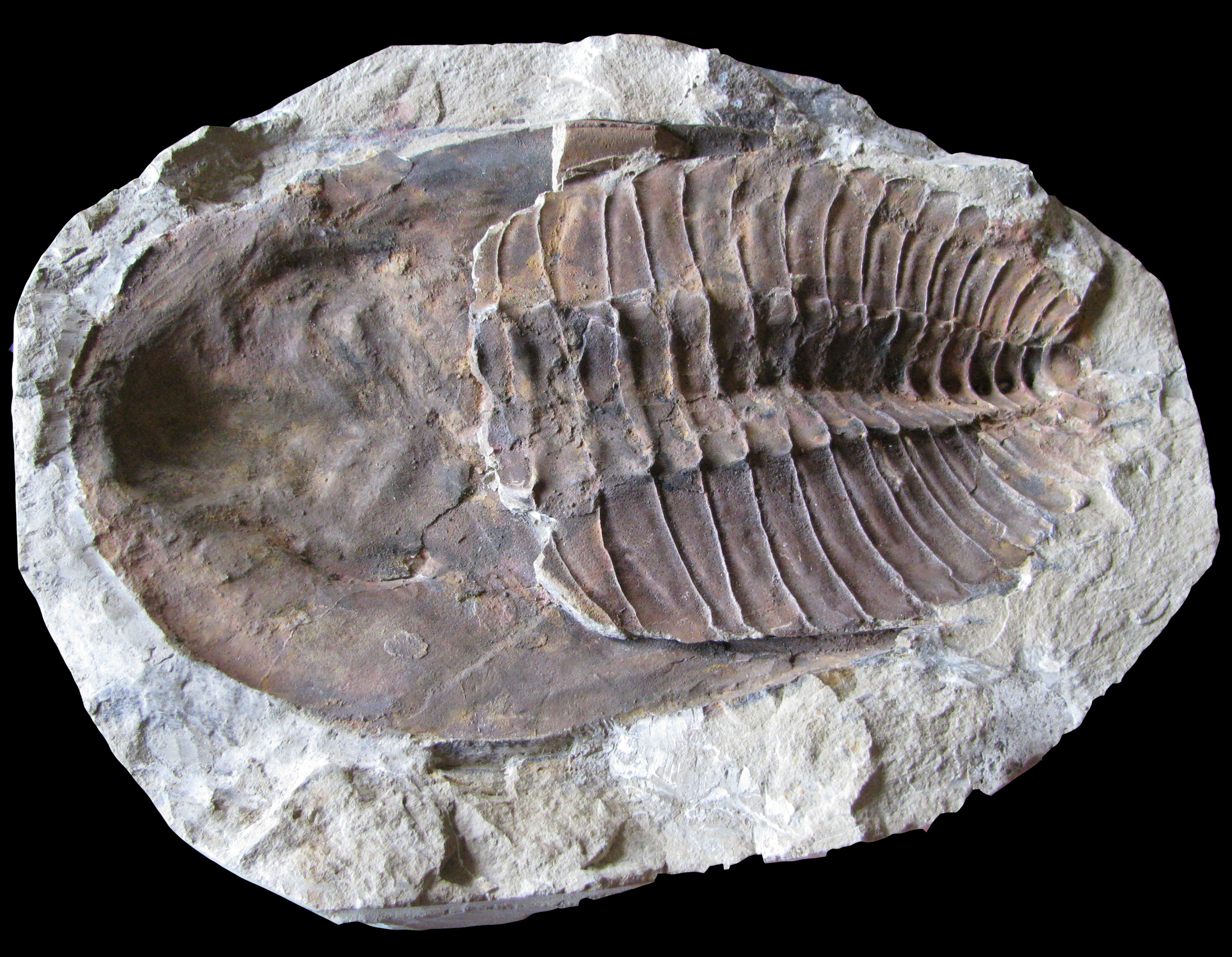 cambropallas1-2 (UL-A 0011)