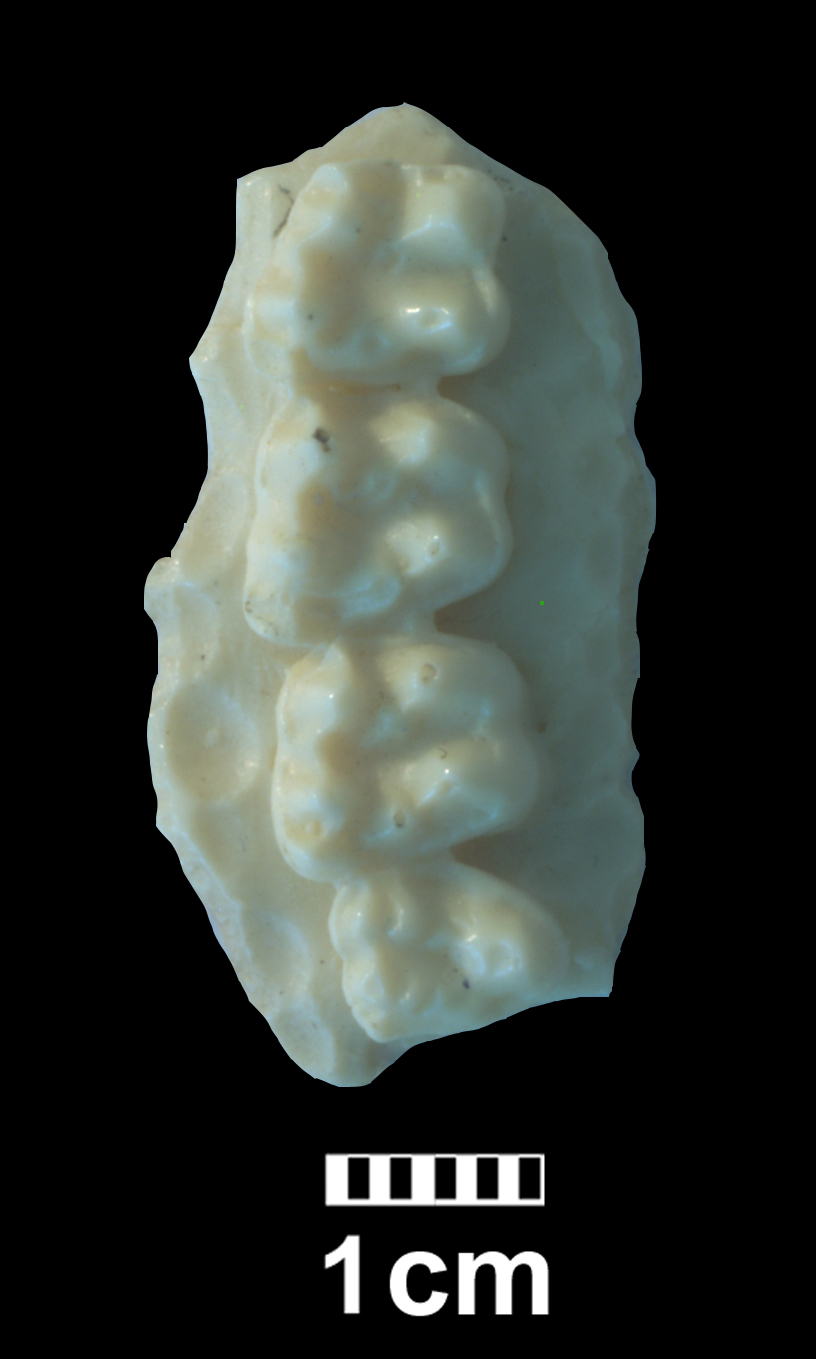 hyracotherium_sp1-1 (CH1)